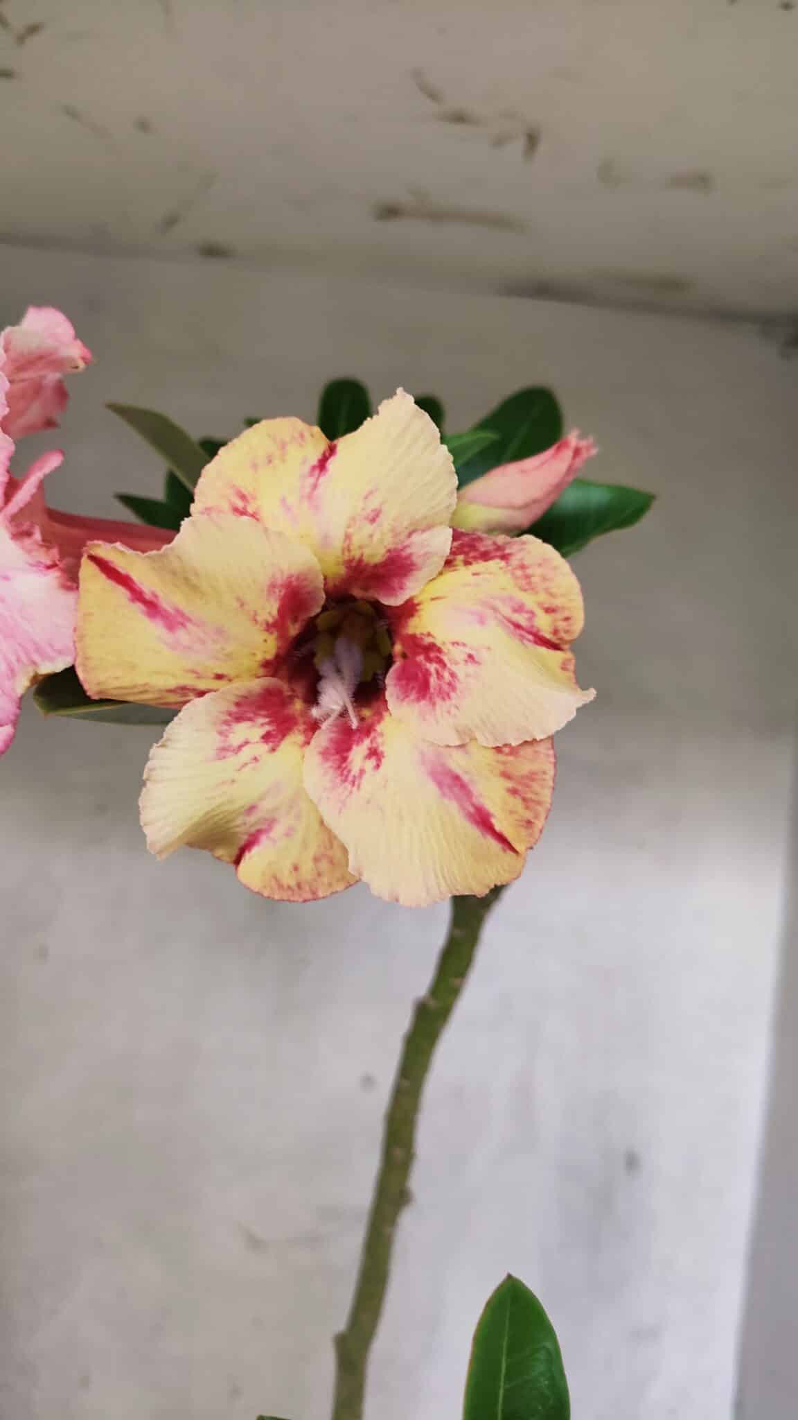 Planta Simples 3444 – 30cm – 02 anos - foto 4