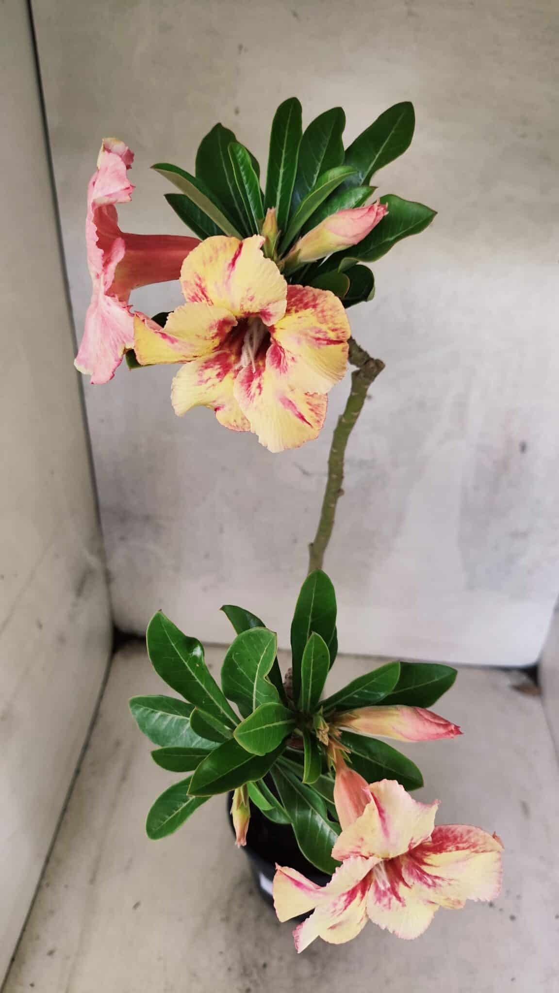 Planta Simples 3444 – 30cm – 02 anos - foto 5