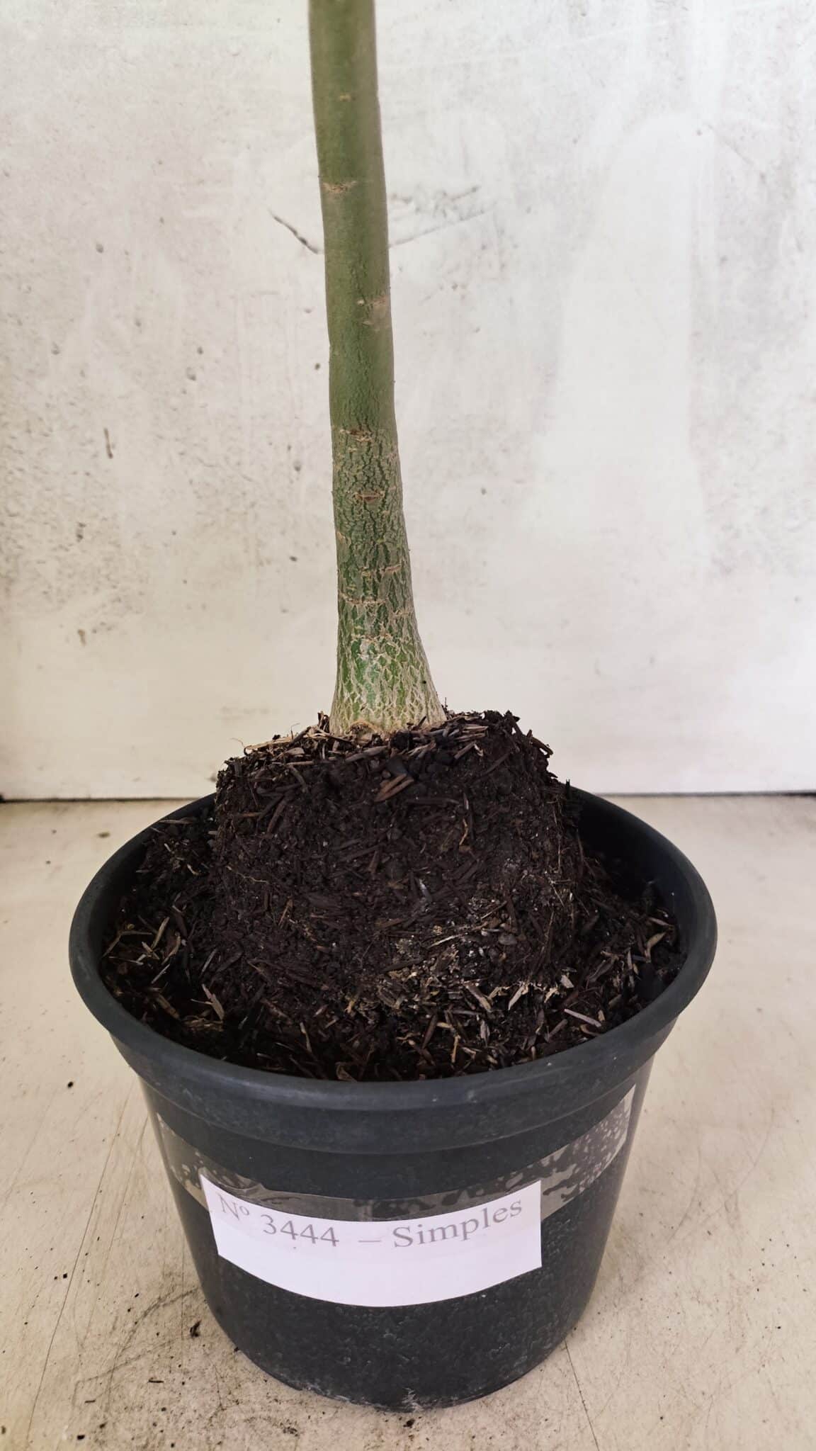 Planta Simples 3444 – 30cm – 02 anos - foto 7