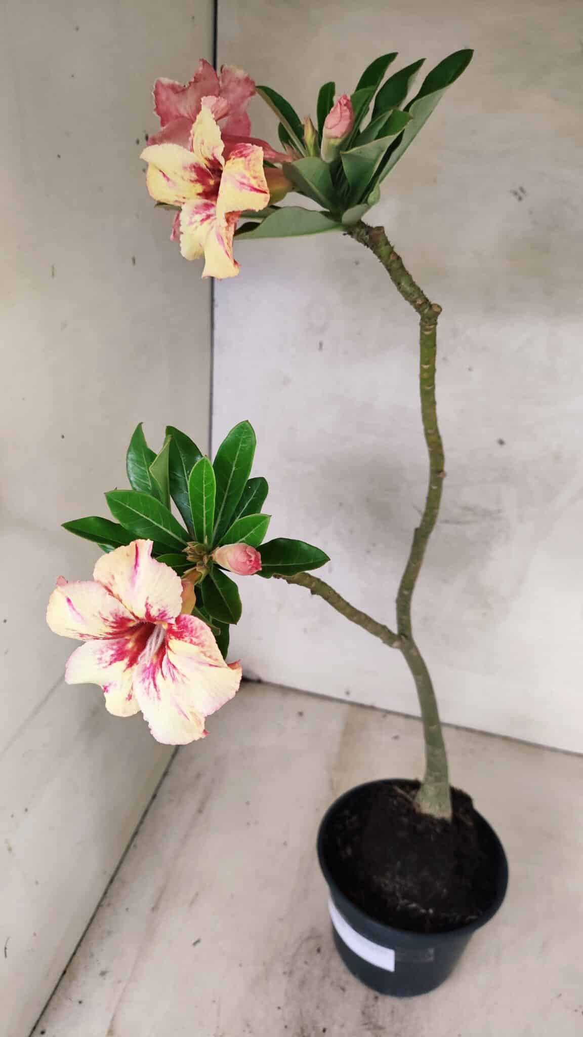Planta Simples 3444 – 30cm – 02 anos - foto 6