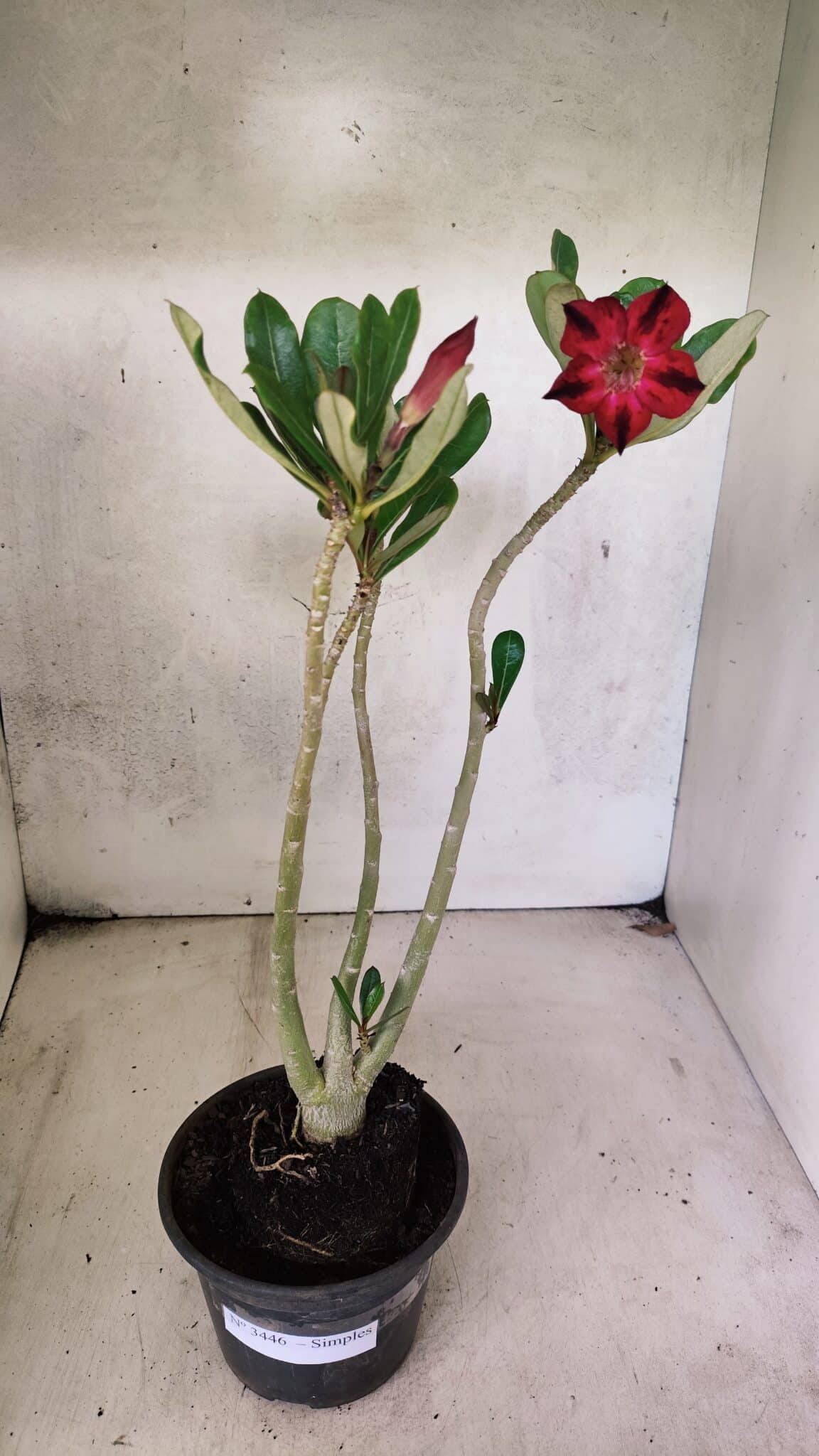 Planta Simples 3446 – 30cm – 02 anos - foto 2
