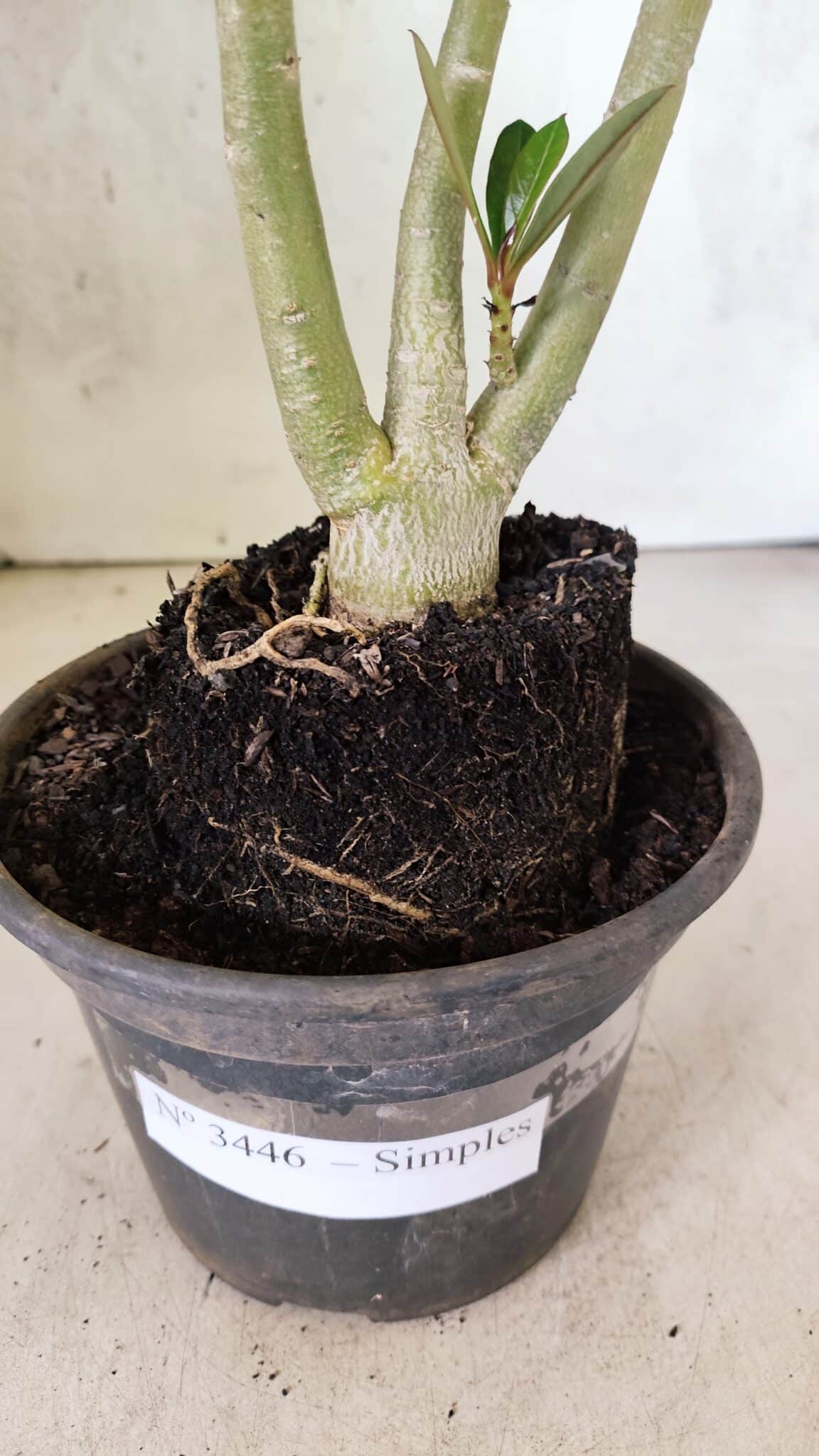 Planta Simples 3446 – 30cm – 02 anos - foto 7