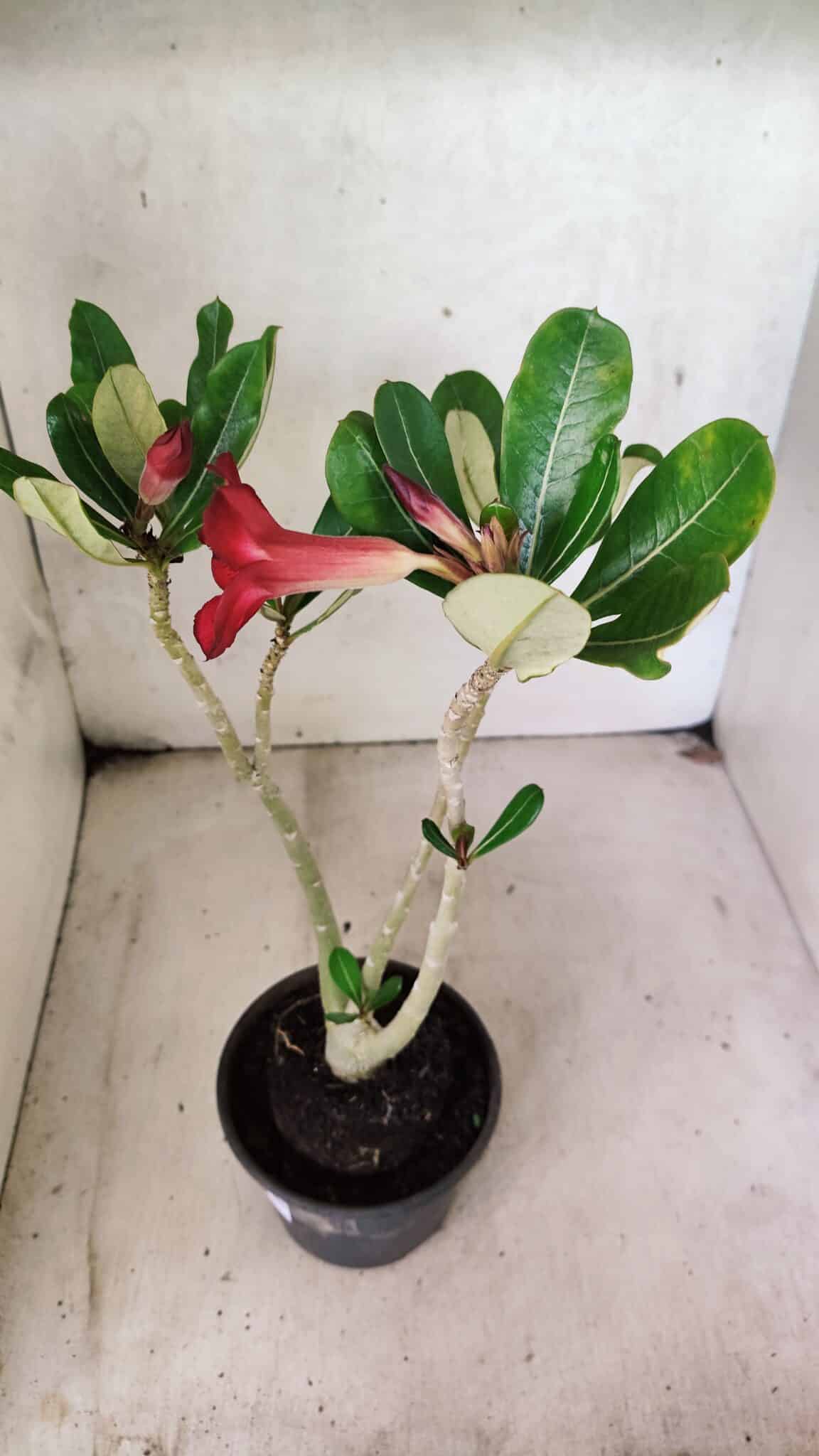 Planta Simples 3446 – 30cm – 02 anos - foto 4
