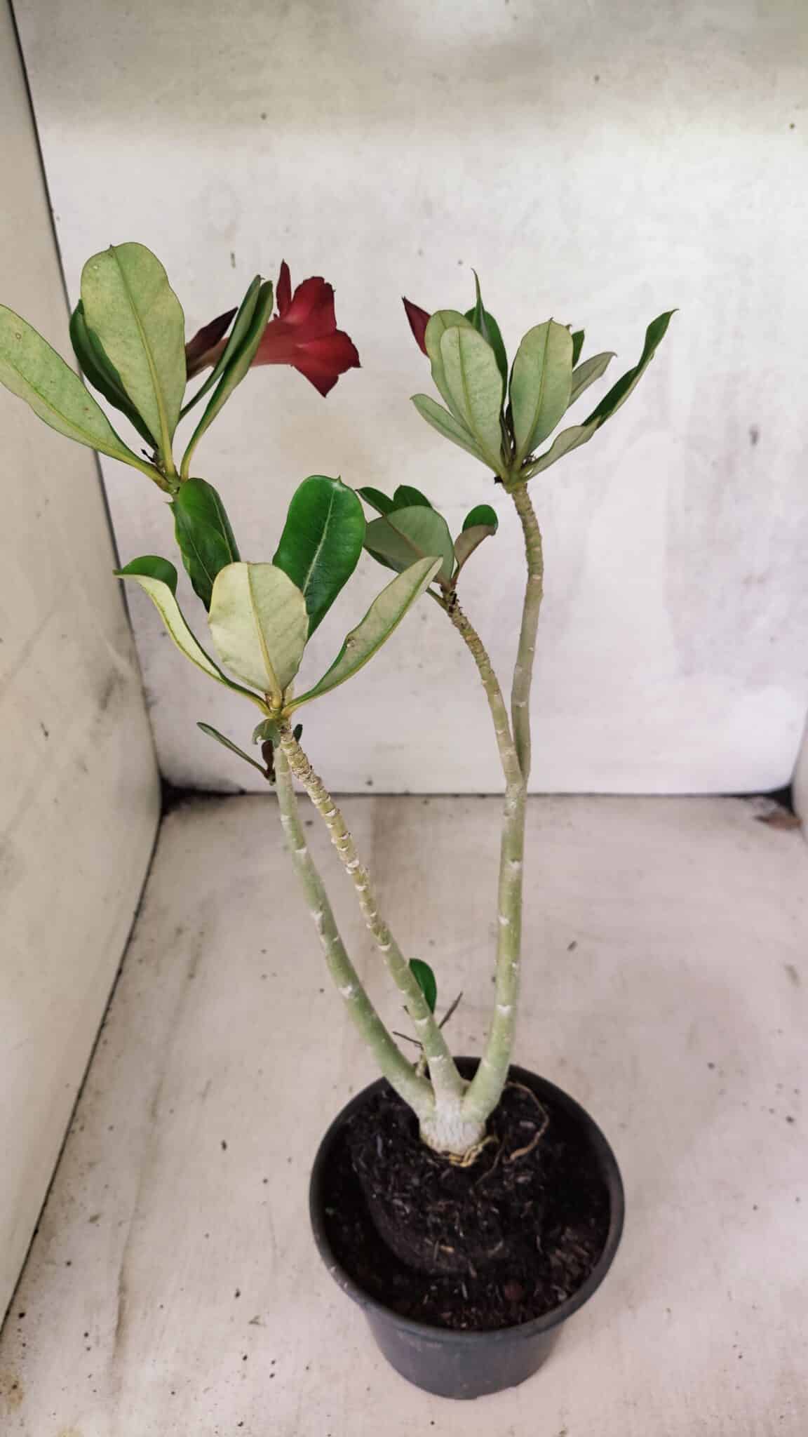 Planta Simples 3446 – 30cm – 02 anos - foto 6