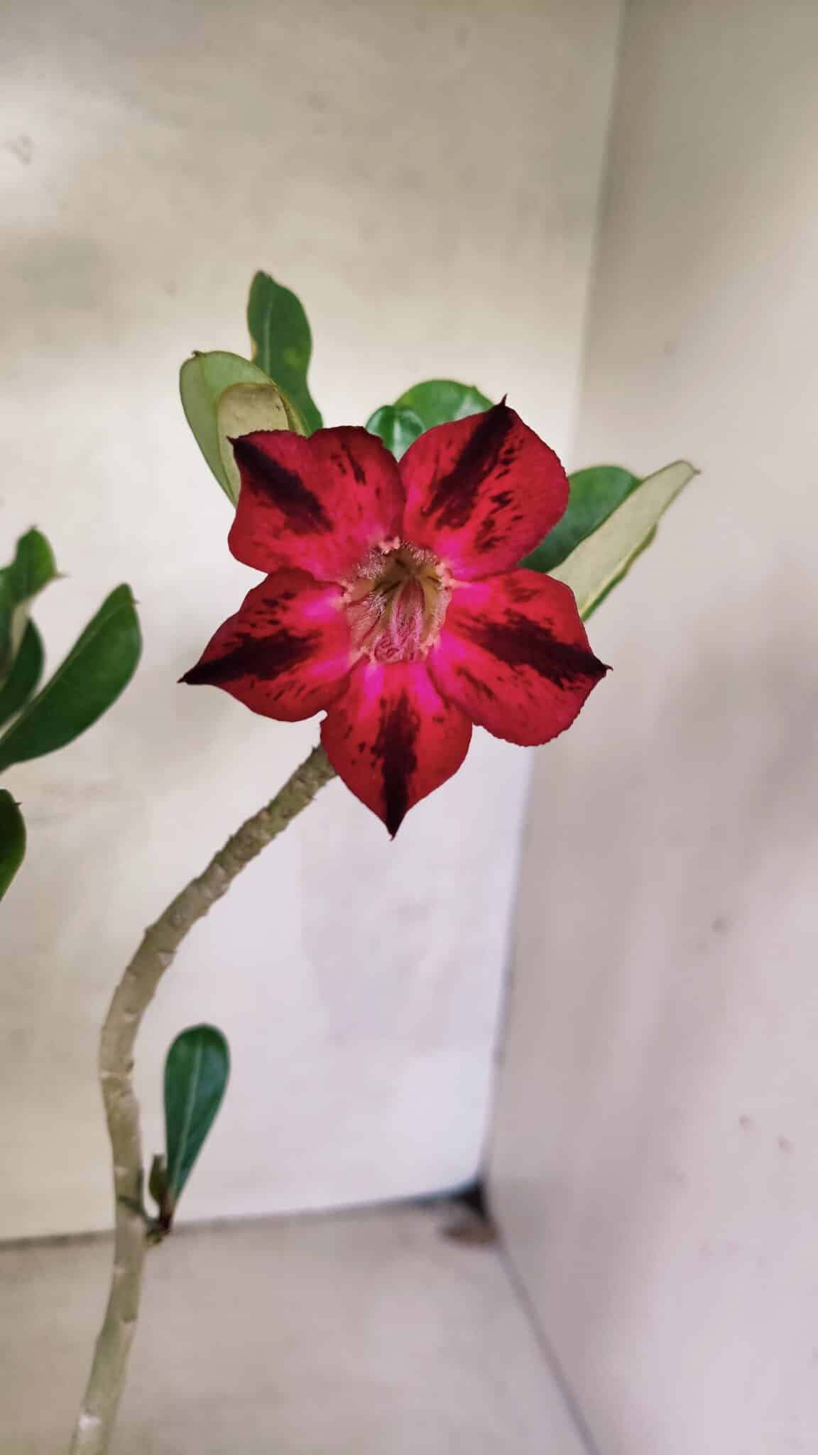 Planta Simples 3446 – 30cm – 02 anos - foto 3