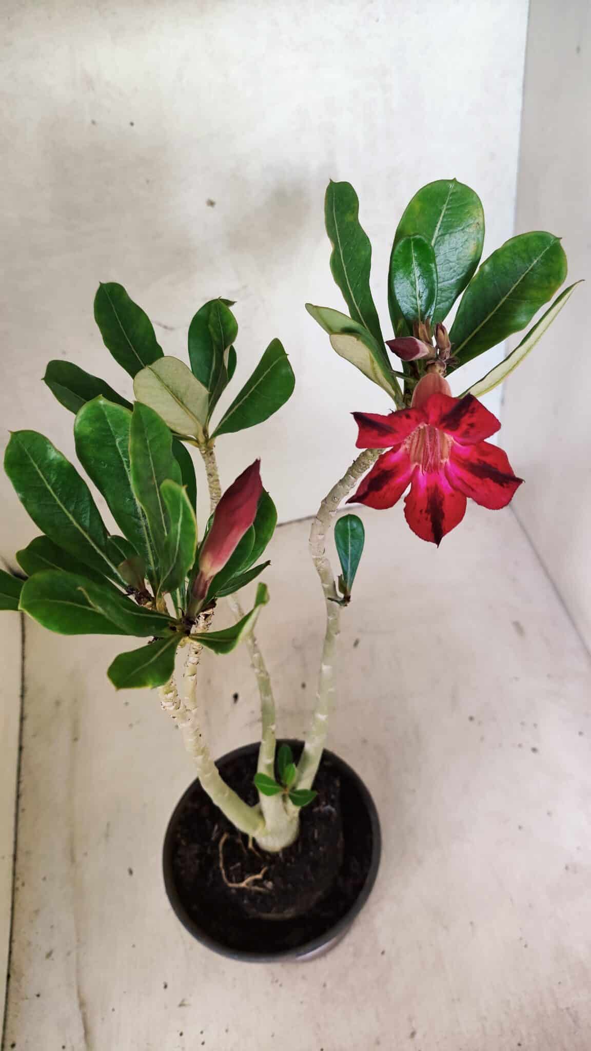 Planta Simples 3446 – 30cm – 02 anos - foto 5