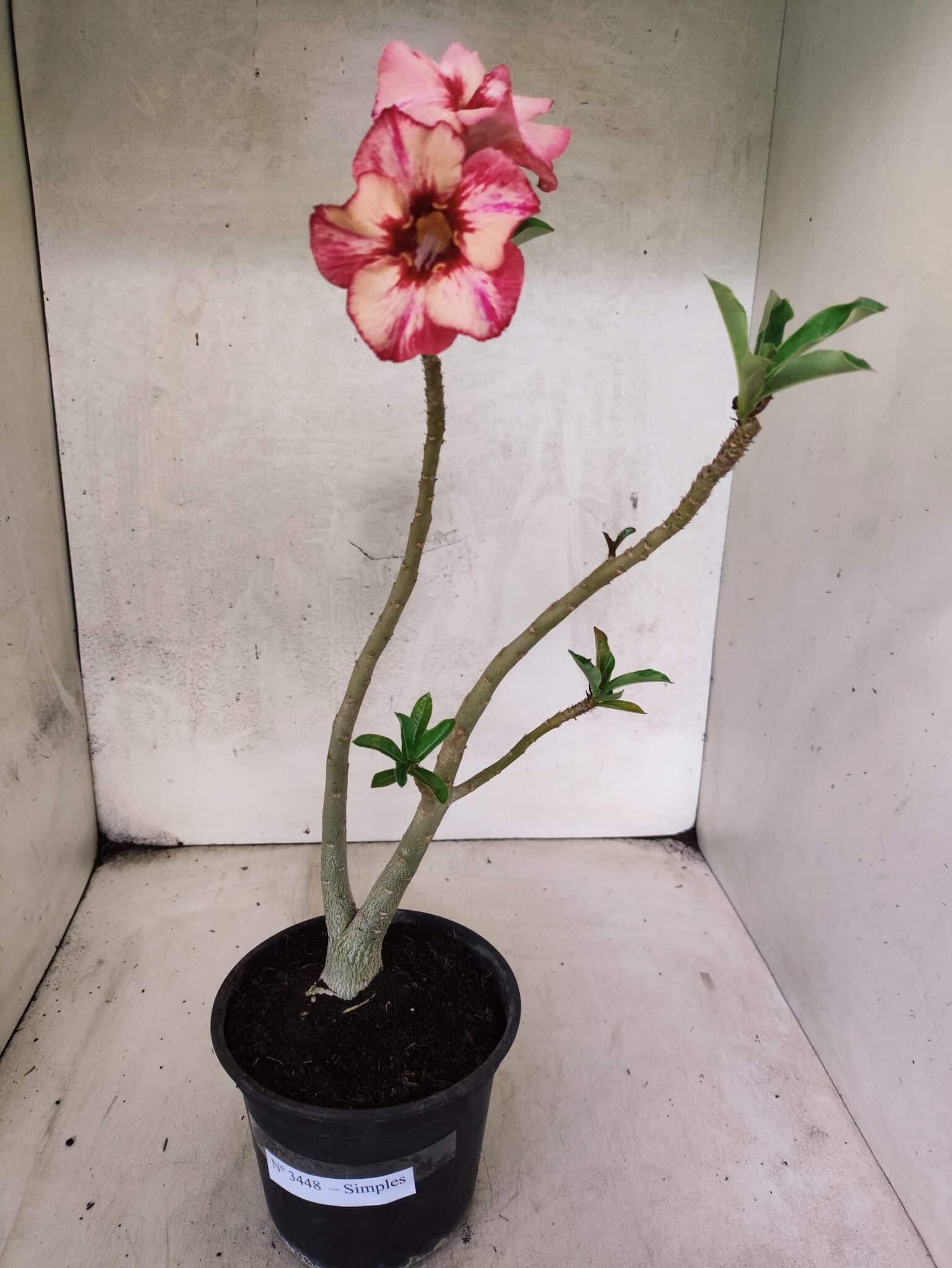 Planta Simples 3448 – 30cm – 02 anos - foto 2
