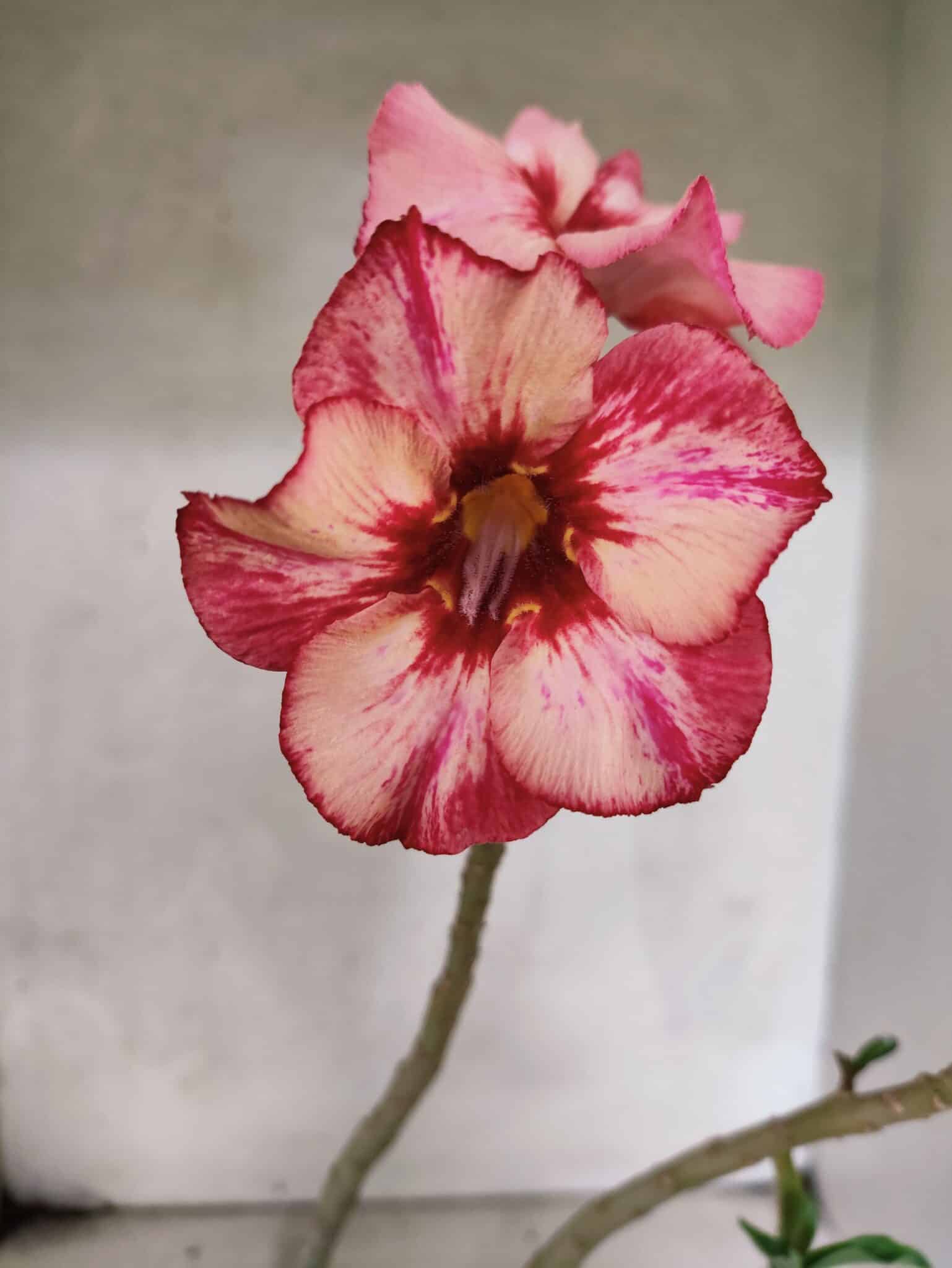 Planta Simples 3448 – 30cm – 02 anos - foto 3