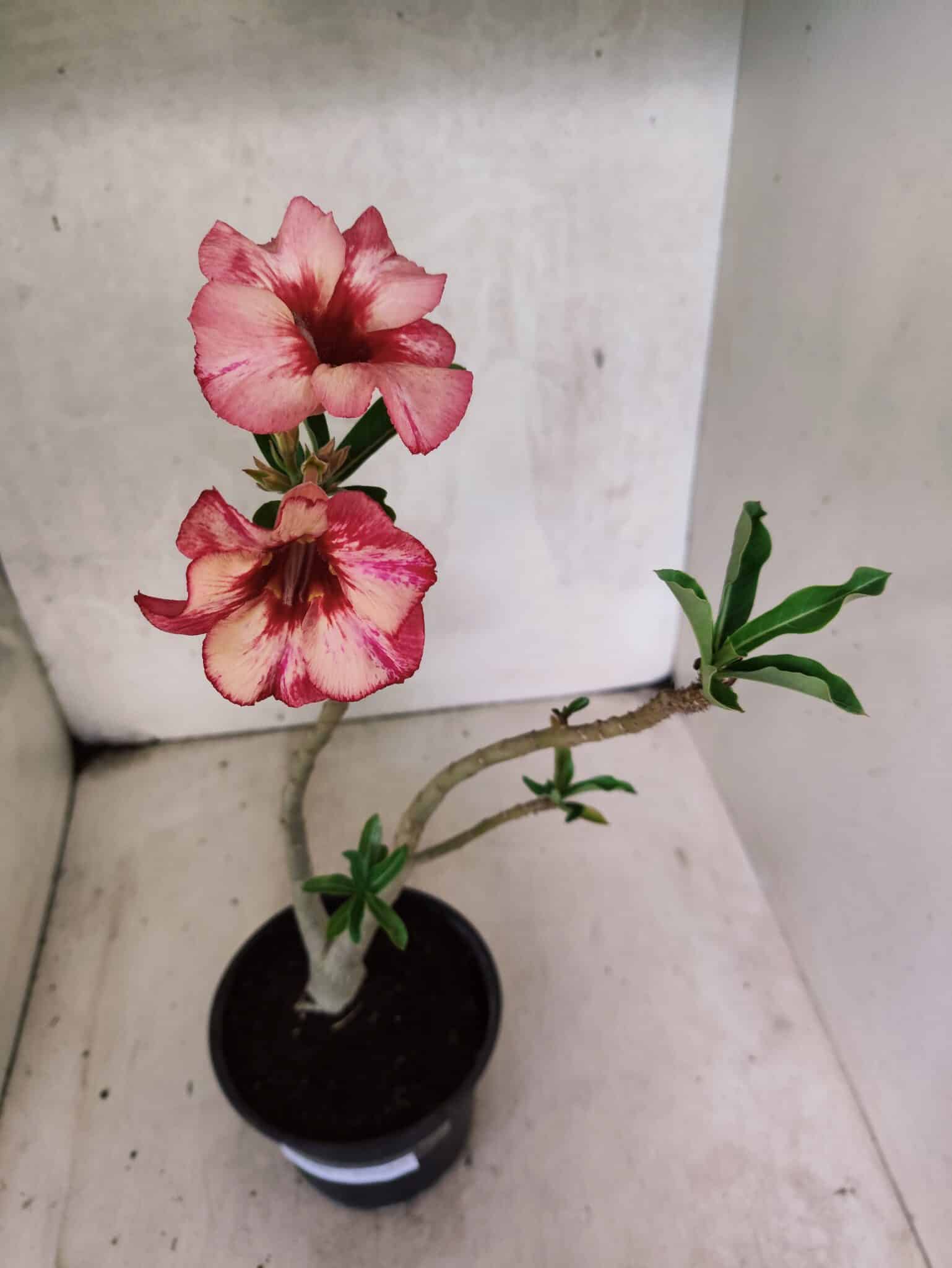 Planta Simples 3448 – 30cm – 02 anos - foto 4