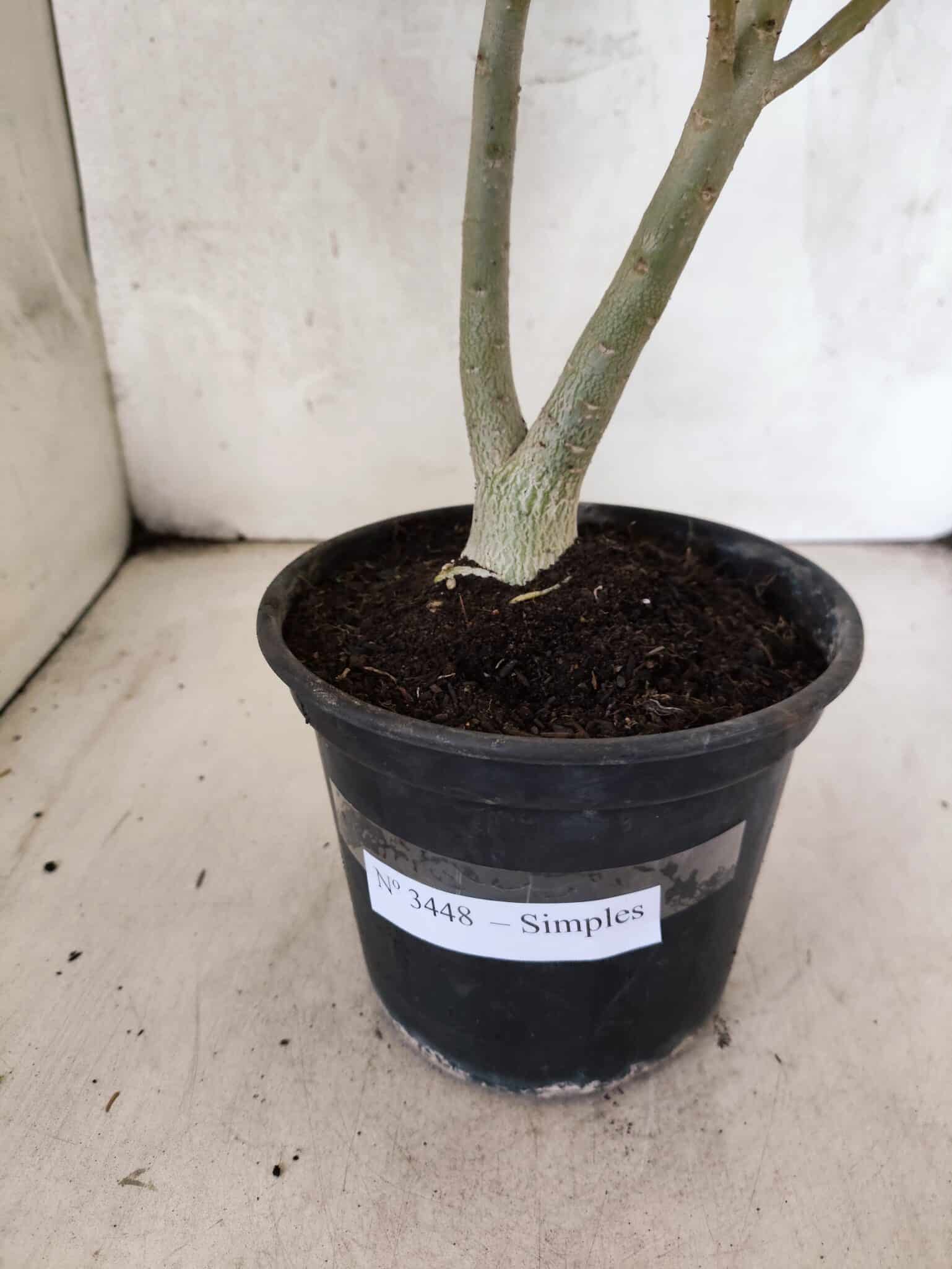 Planta Simples 3448 – 30cm – 02 anos - foto 7