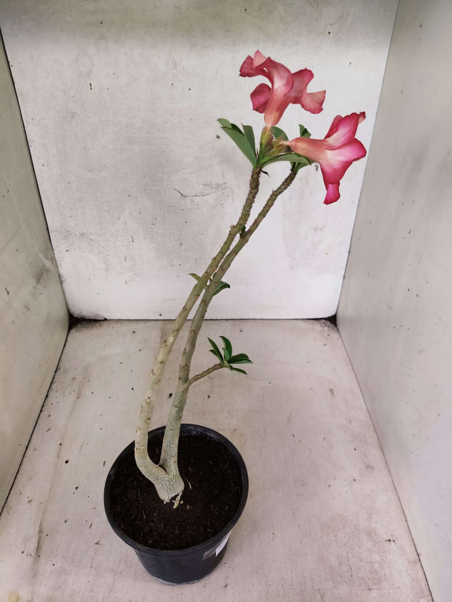 Planta Simples 3448 – 30cm – 02 anos - foto 6
