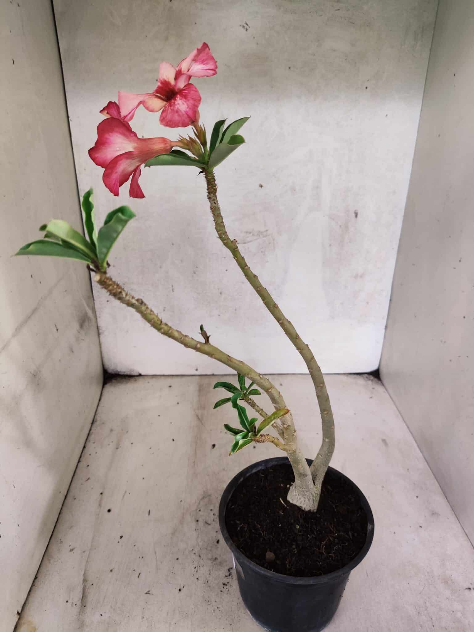 Planta Simples 3448 – 30cm – 02 anos - foto 5