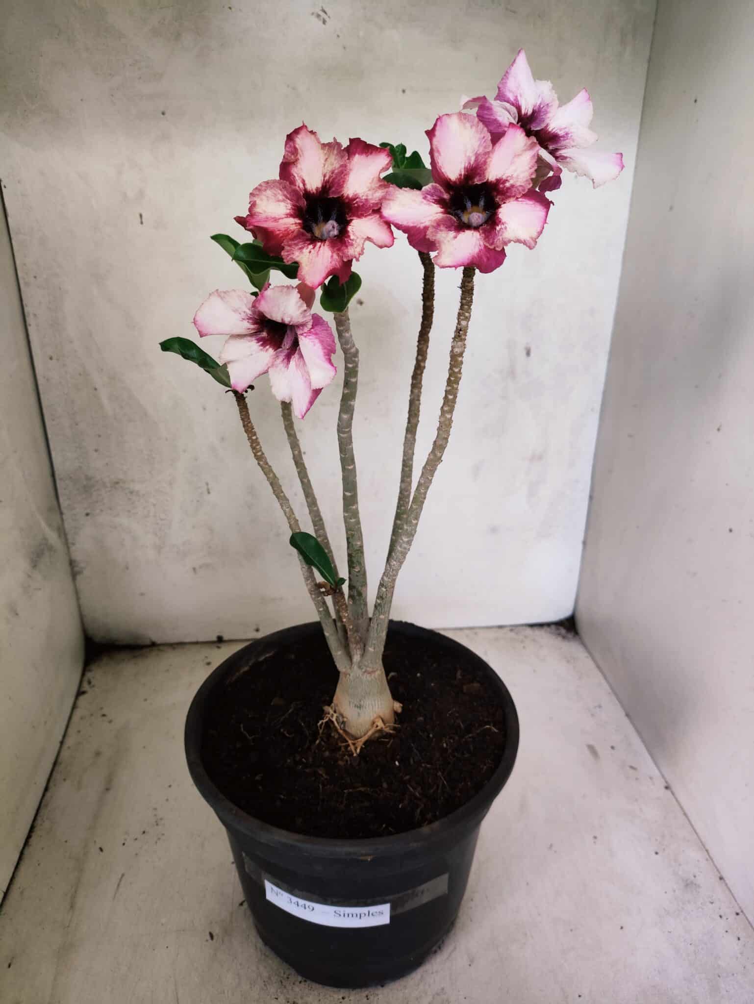 Planta Simples 3449 – 35cm – 03 anos - foto 2