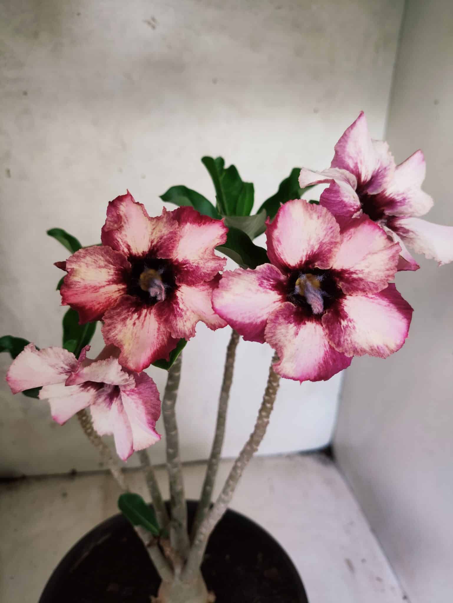 Planta Simples 3449 – 35cm – 03 anos - foto 3