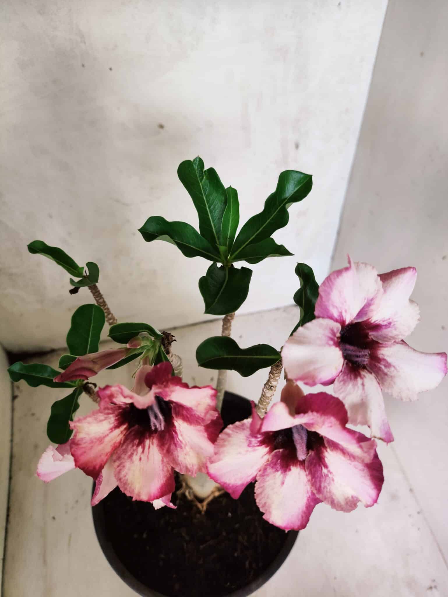 Planta Simples 3449 – 35cm – 03 anos - foto 4
