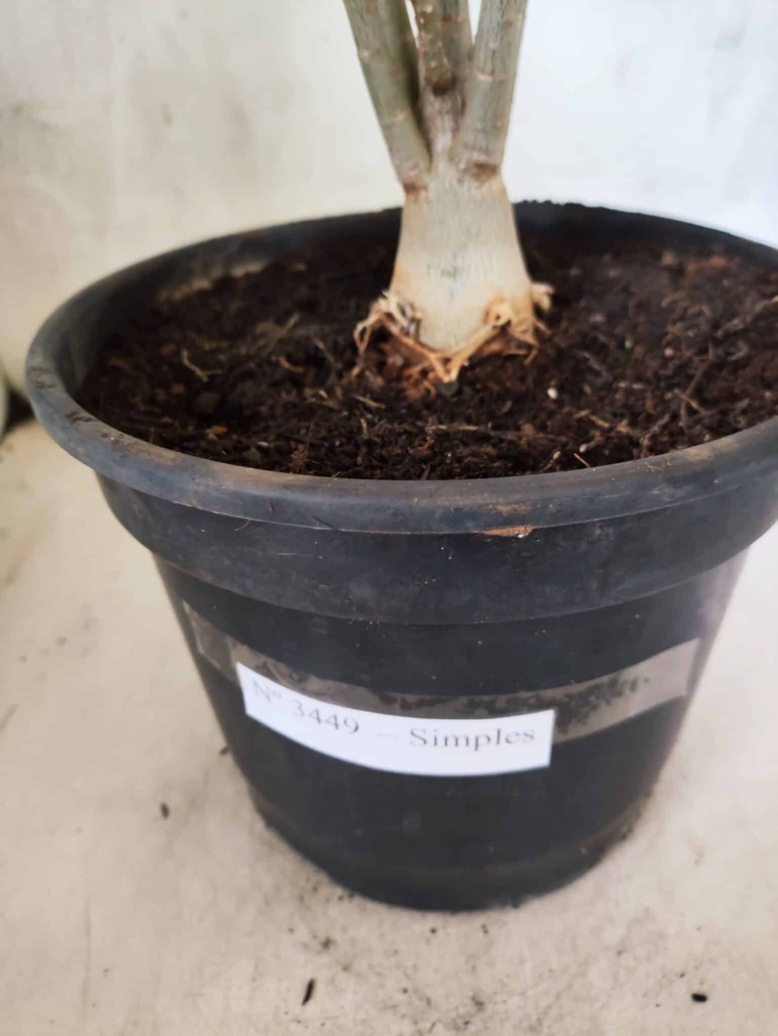 Planta Simples 3449 – 35cm – 03 anos - foto 7