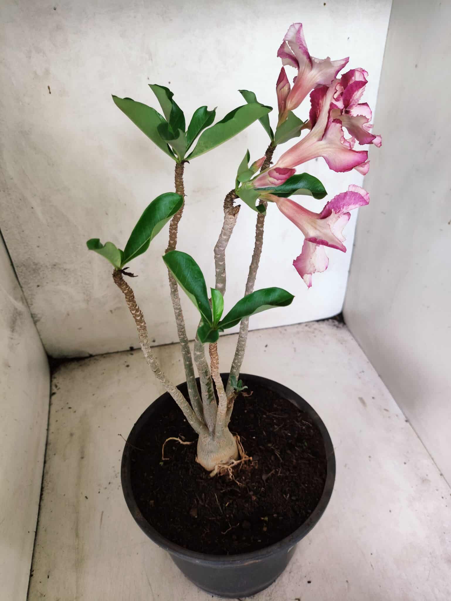 Planta Simples 3449 – 35cm – 03 anos - foto 6