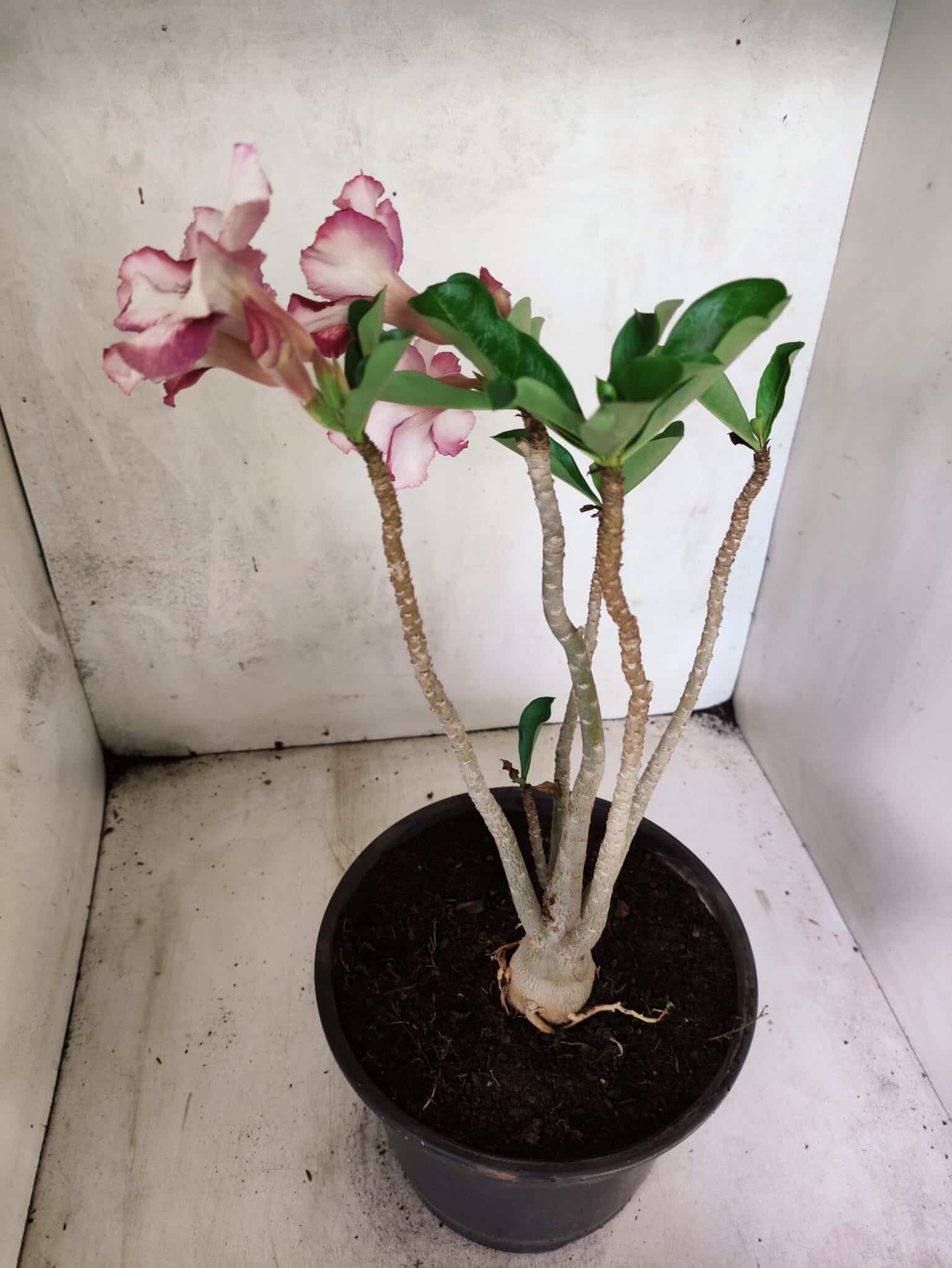 Planta Simples 3449 – 35cm – 03 anos - foto 5