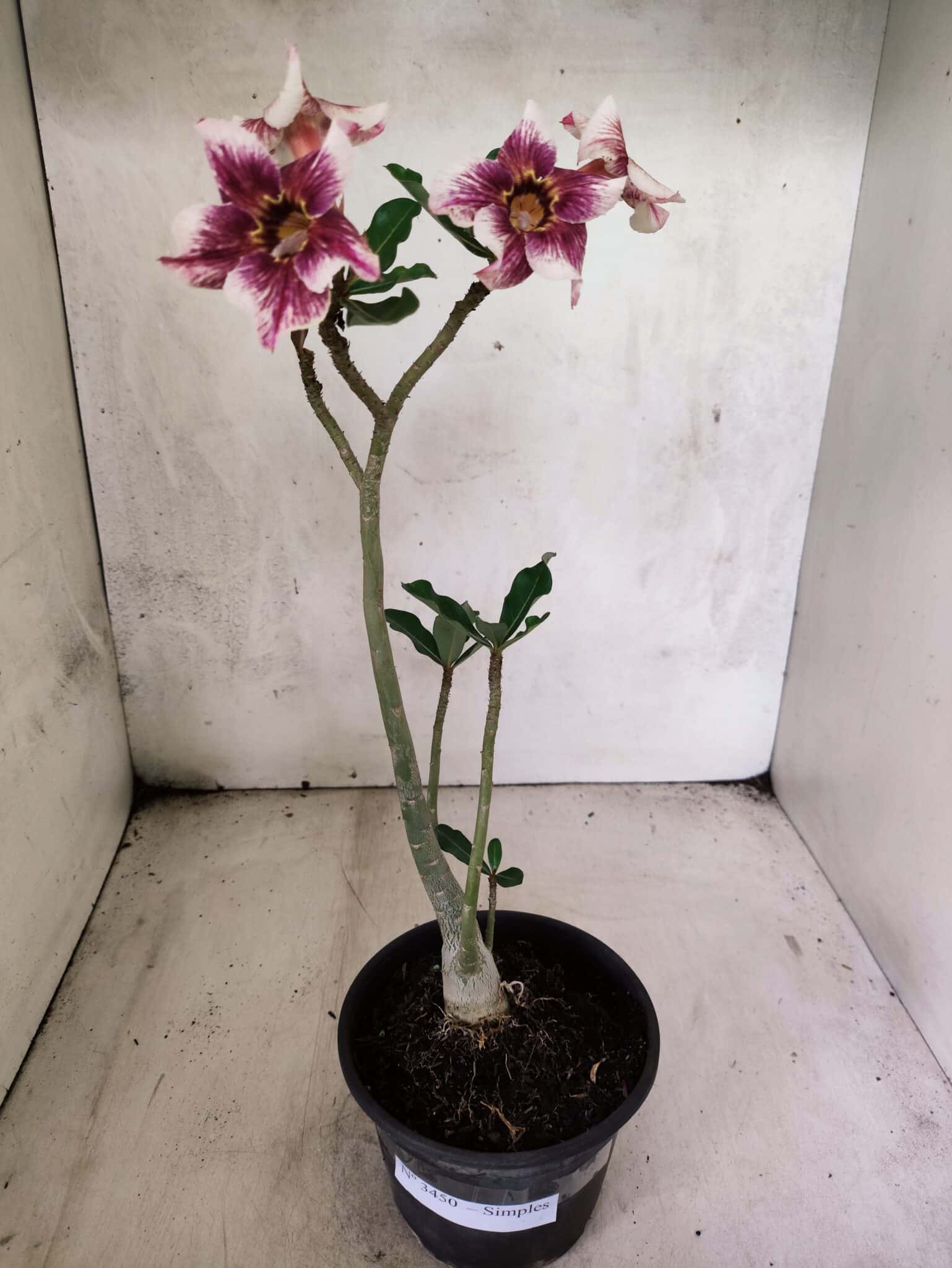 Planta Simples 3450 – 30cm – 02 anos - foto 2