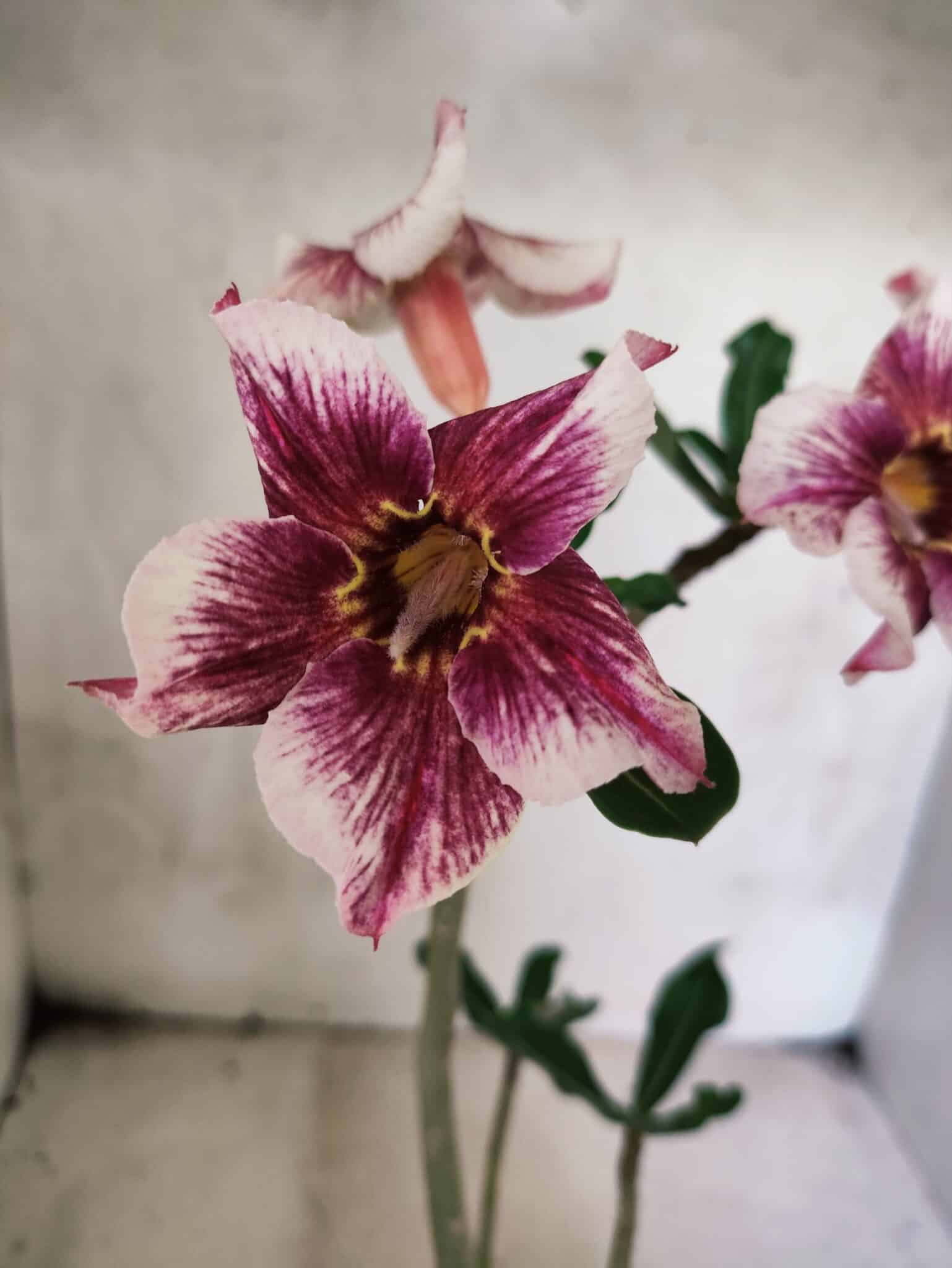 Planta Simples 3450 – 30cm – 02 anos - foto 3