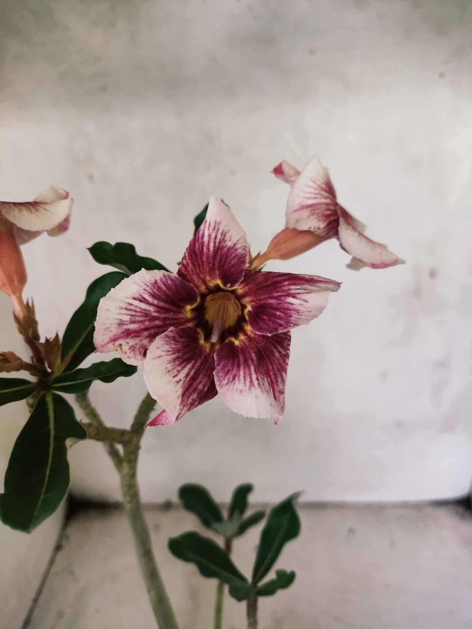 Planta Simples 3450 – 30cm – 02 anos - foto 5