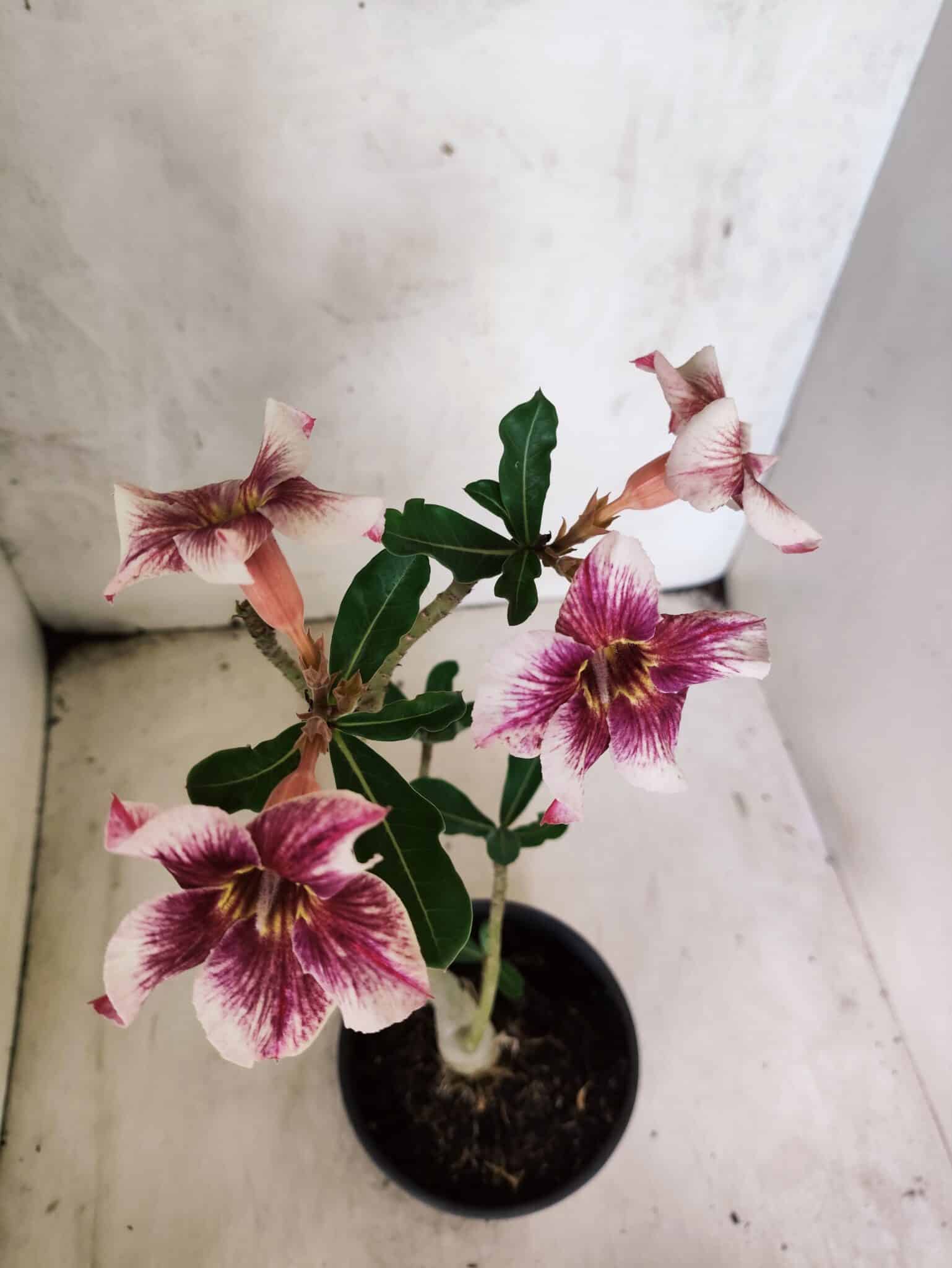 Planta Simples 3450 – 30cm – 02 anos - foto 4