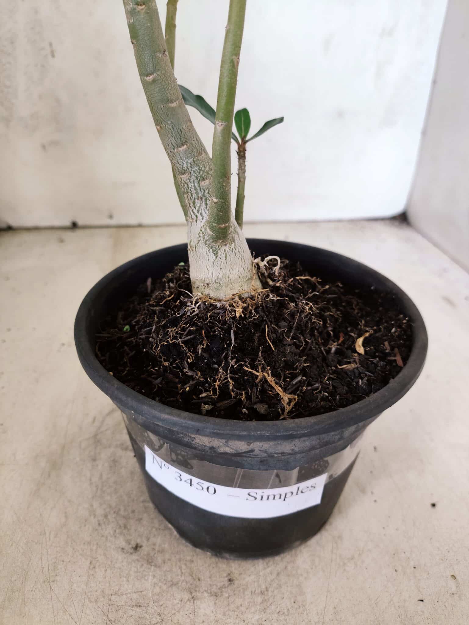 Planta Simples 3450 – 30cm – 02 anos - foto 7