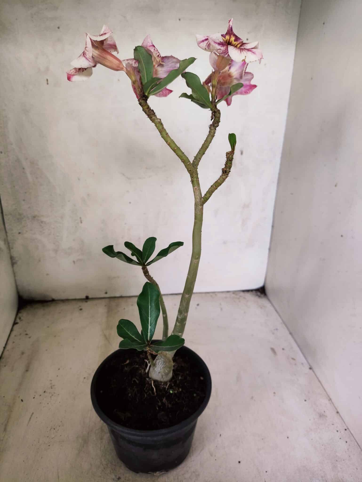 Planta Simples 3450 – 30cm – 02 anos - foto 6