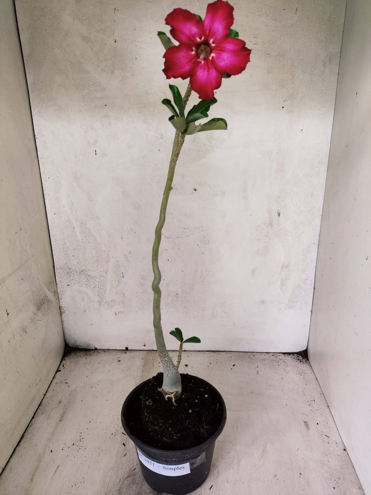 Planta Simples 3451 – 30cm – 02 anos - foto 2