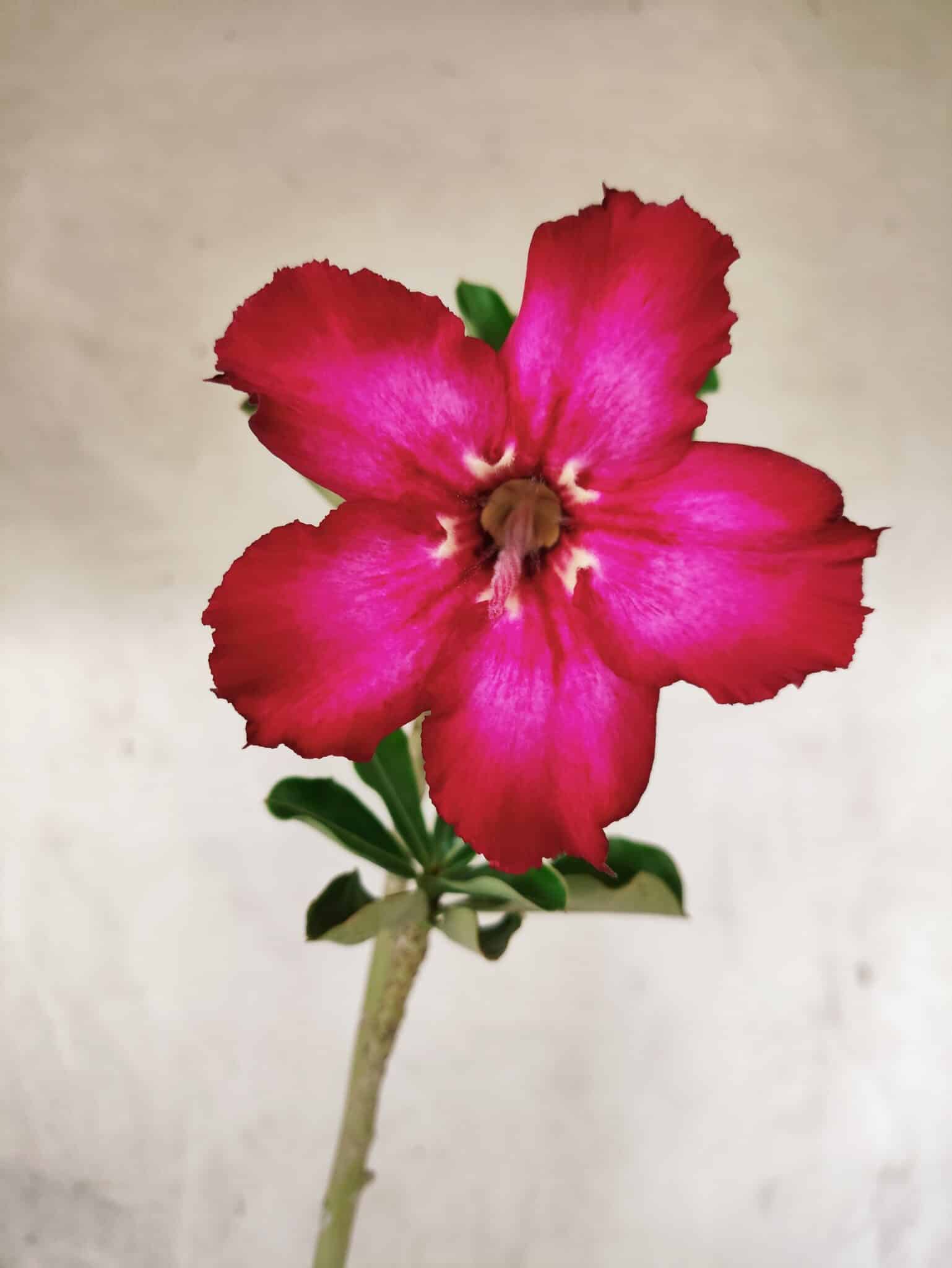 Planta Simples 3451 – 30cm – 02 anos - foto 6