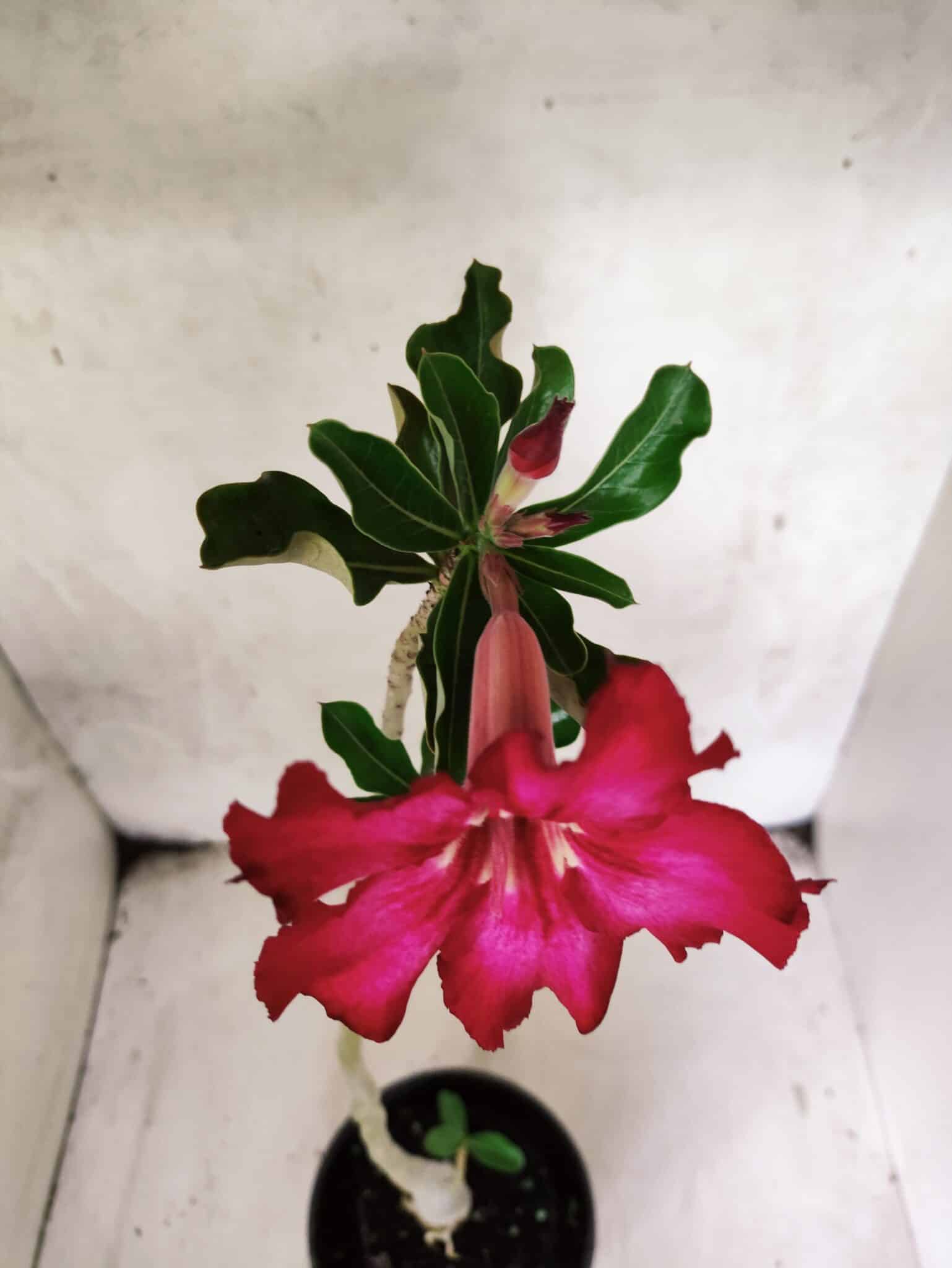 Planta Simples 3451 – 30cm – 02 anos - foto 4