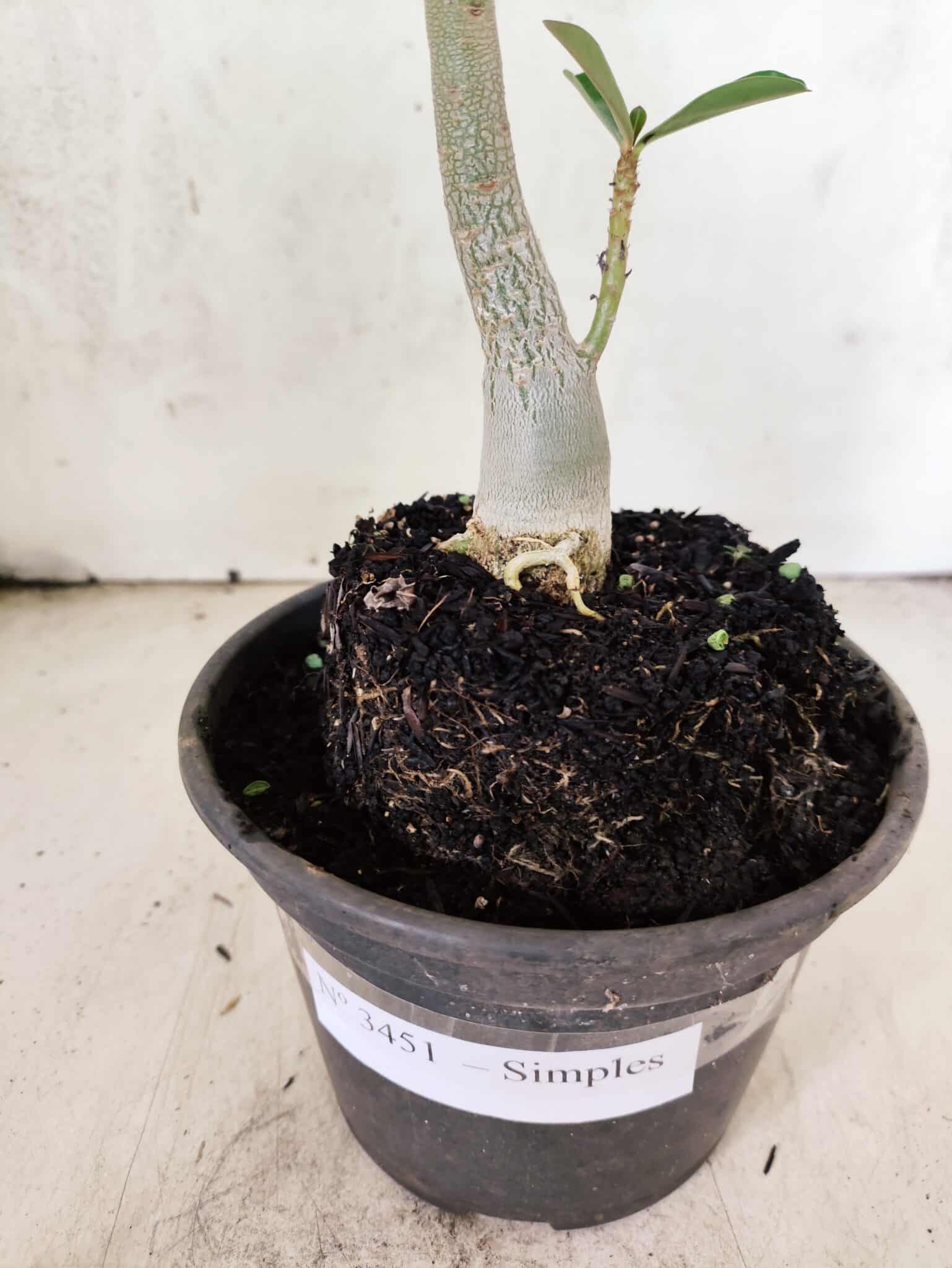 Planta Simples 3451 – 30cm – 02 anos - foto 7