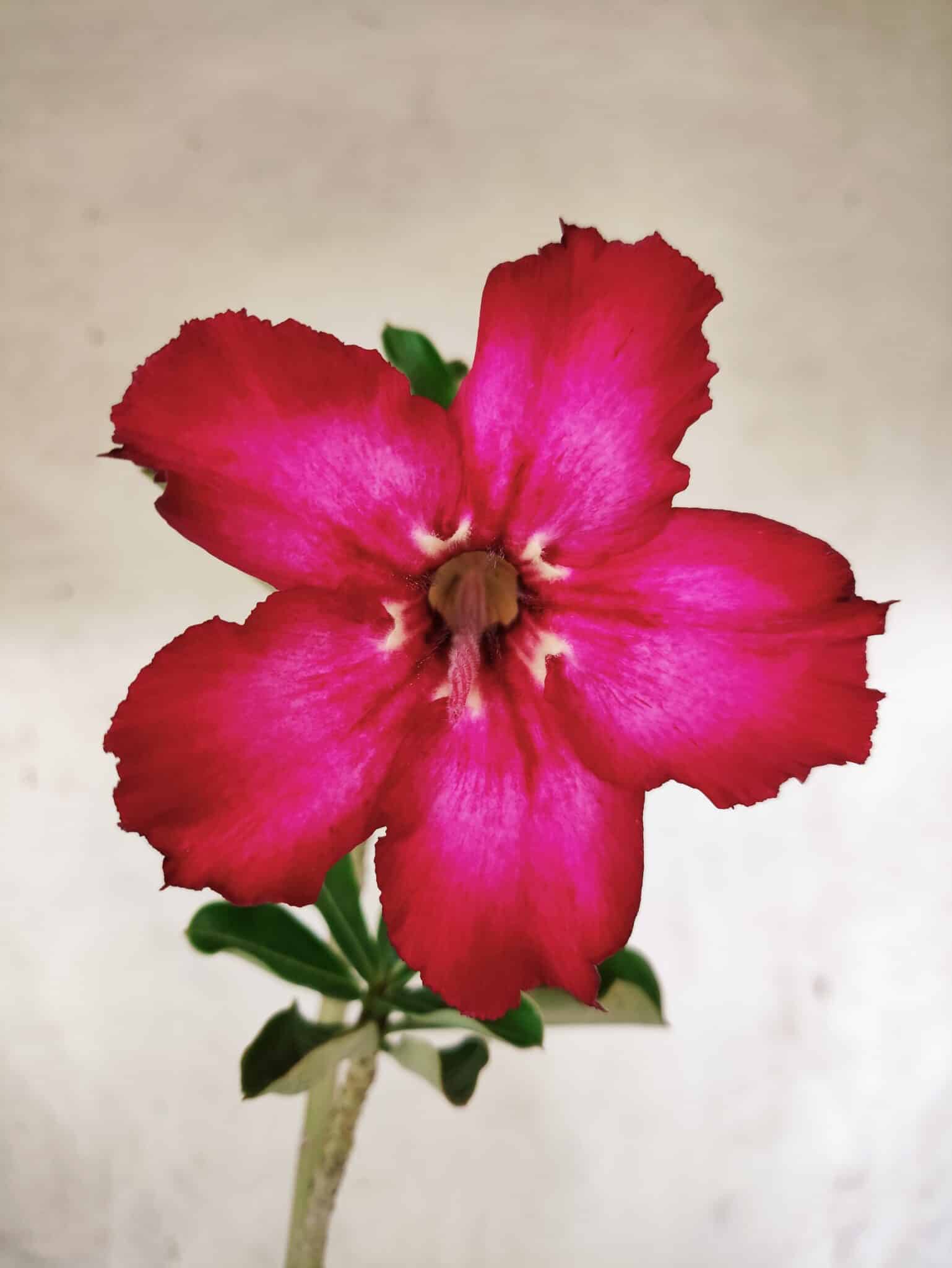 Planta Simples 3451 – 30cm – 02 anos - foto 3