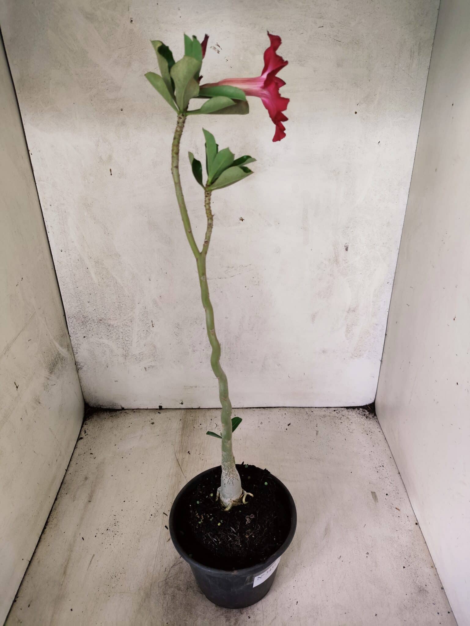 Planta Simples 3451 – 30cm – 02 anos - foto 5