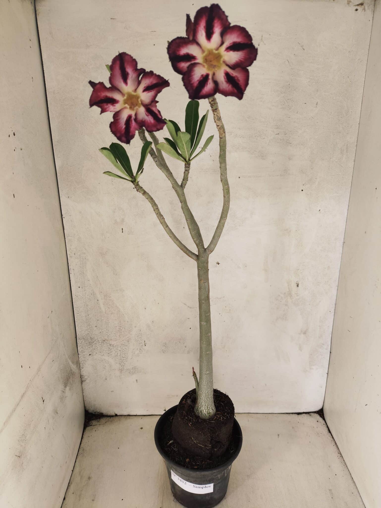 Planta Simples 3452 – 35cm – 03 anos - foto 2