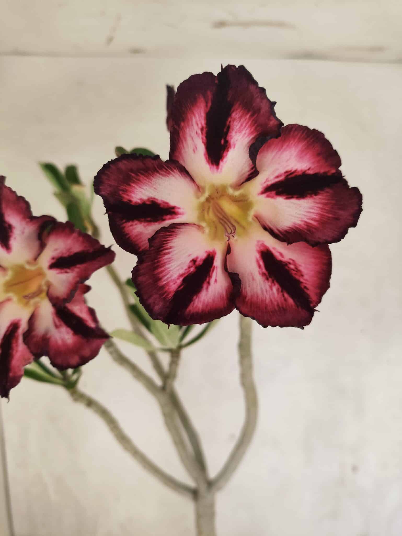 Planta Simples 3452 – 35cm – 03 anos - foto 3
