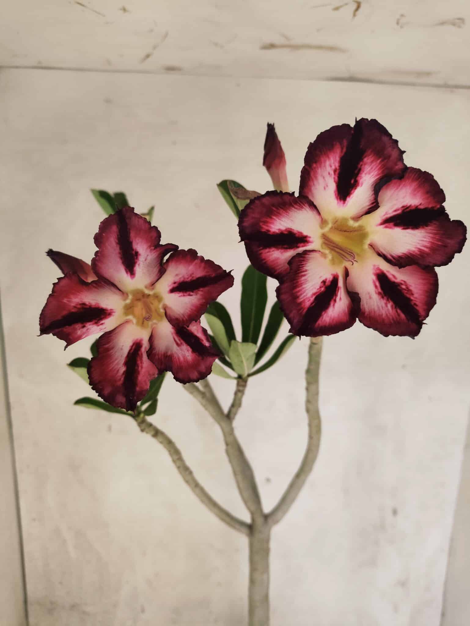 Planta Simples 3452 – 35cm – 03 anos - foto 4