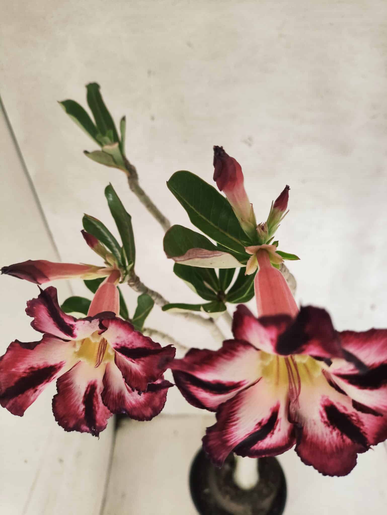 Planta Simples 3452 – 35cm – 03 anos - foto 5