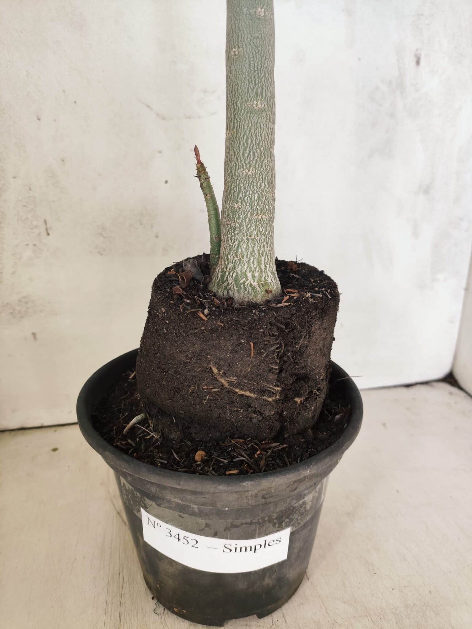 Planta Simples 3452 – 35cm – 03 anos - foto 8