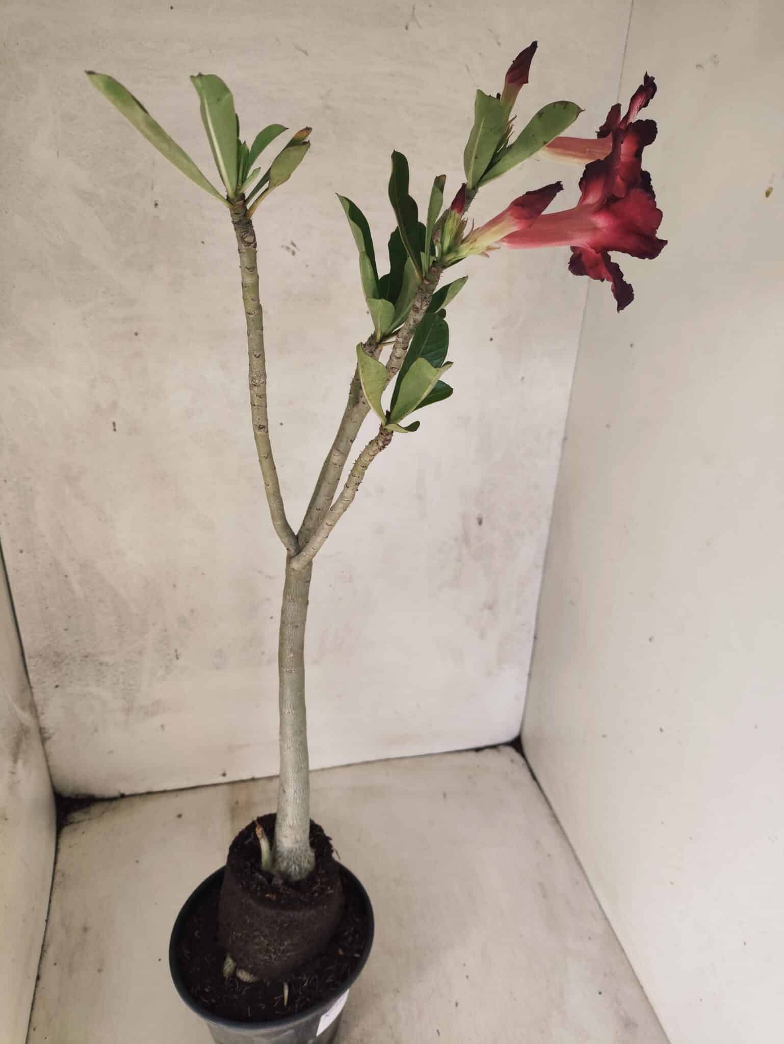Planta Simples 3452 – 35cm – 03 anos - foto 7