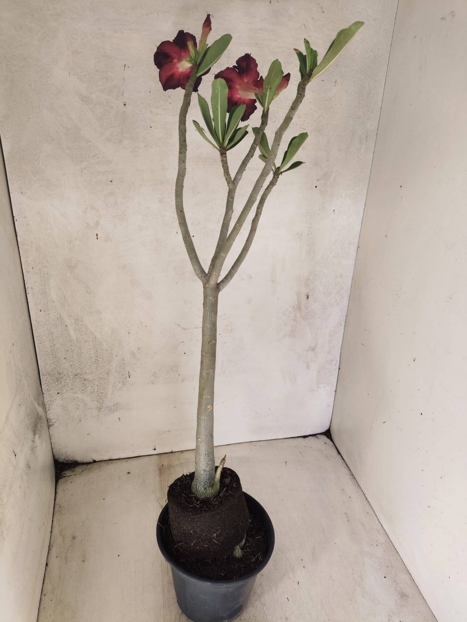 Planta Simples 3452 – 35cm – 03 anos - foto 6