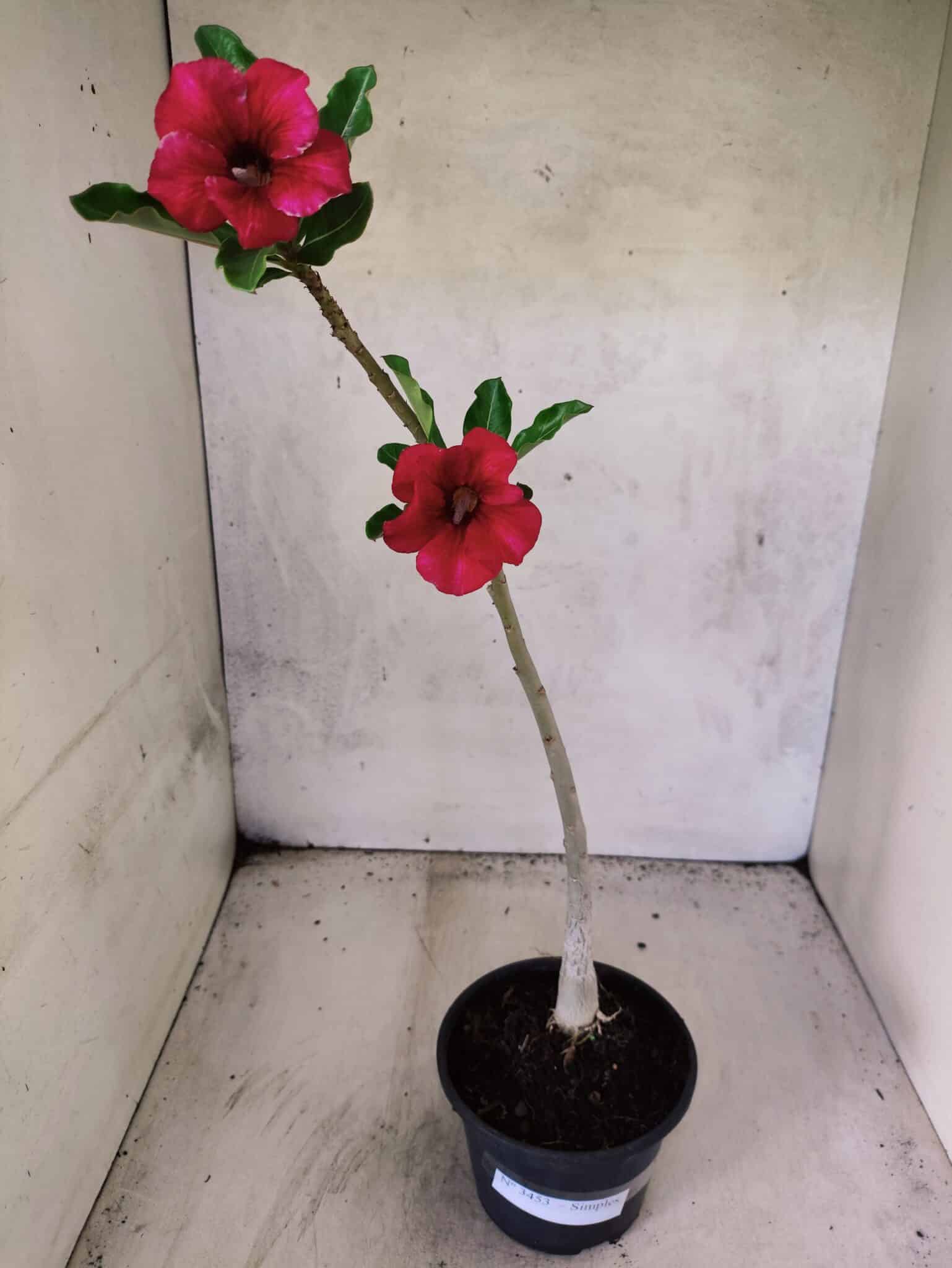 Planta Simples 3453 – 30cm – 02 anos - foto 2