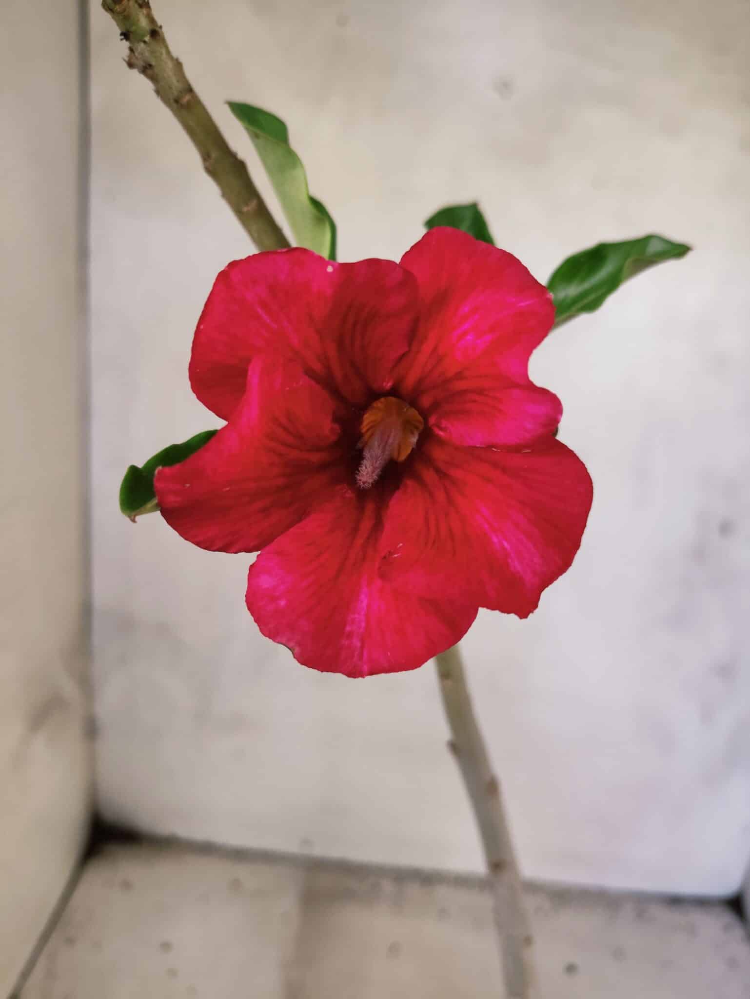 Planta Simples 3453 – 30cm – 02 anos - foto 3