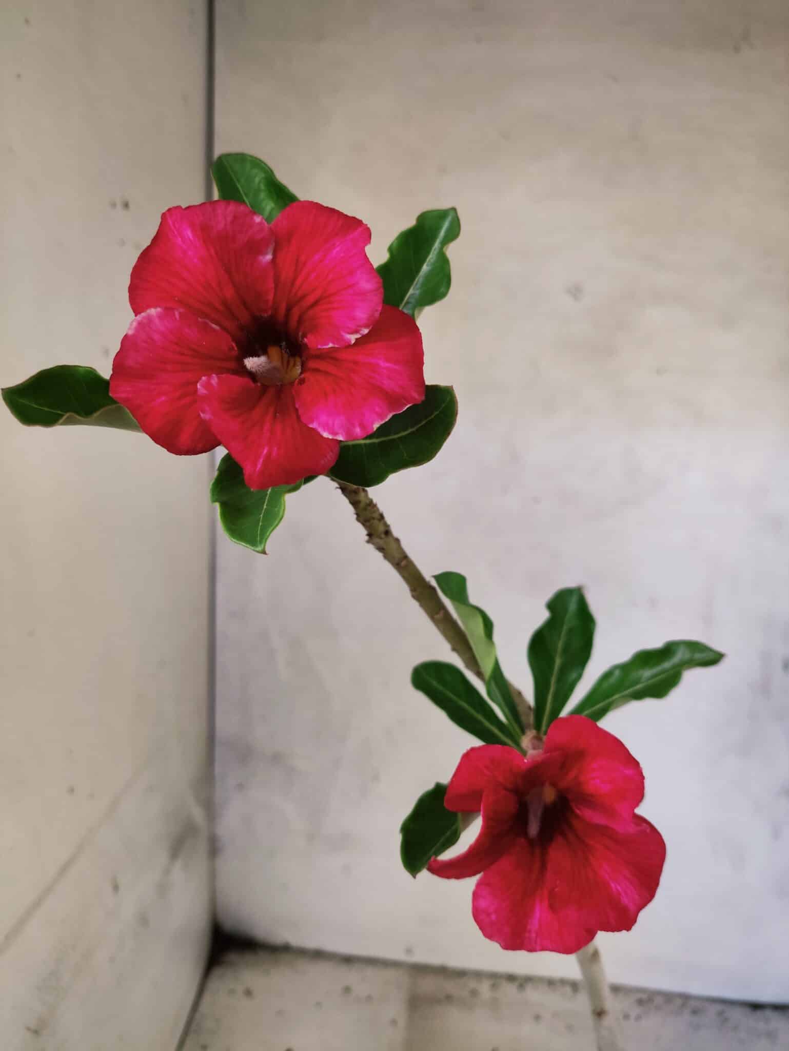 Planta Simples 3453 – 30cm – 02 anos - foto 4