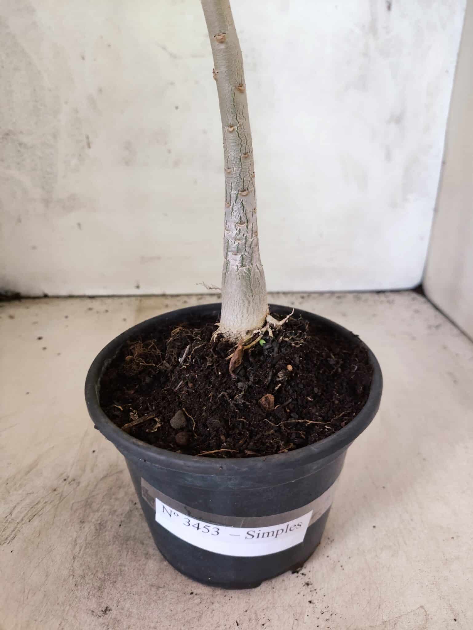 Planta Simples 3453 – 30cm – 02 anos - foto 6