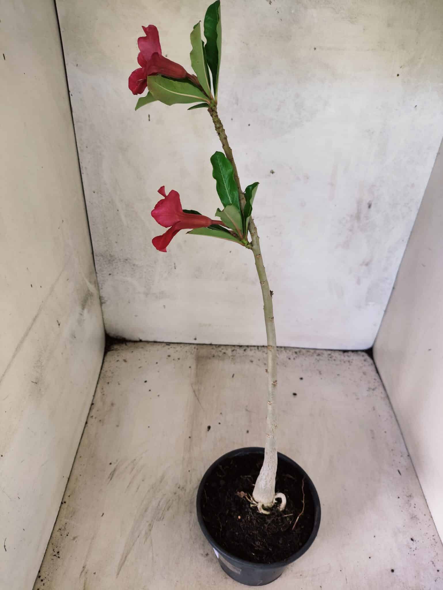 Planta Simples 3453 – 30cm – 02 anos - foto 5