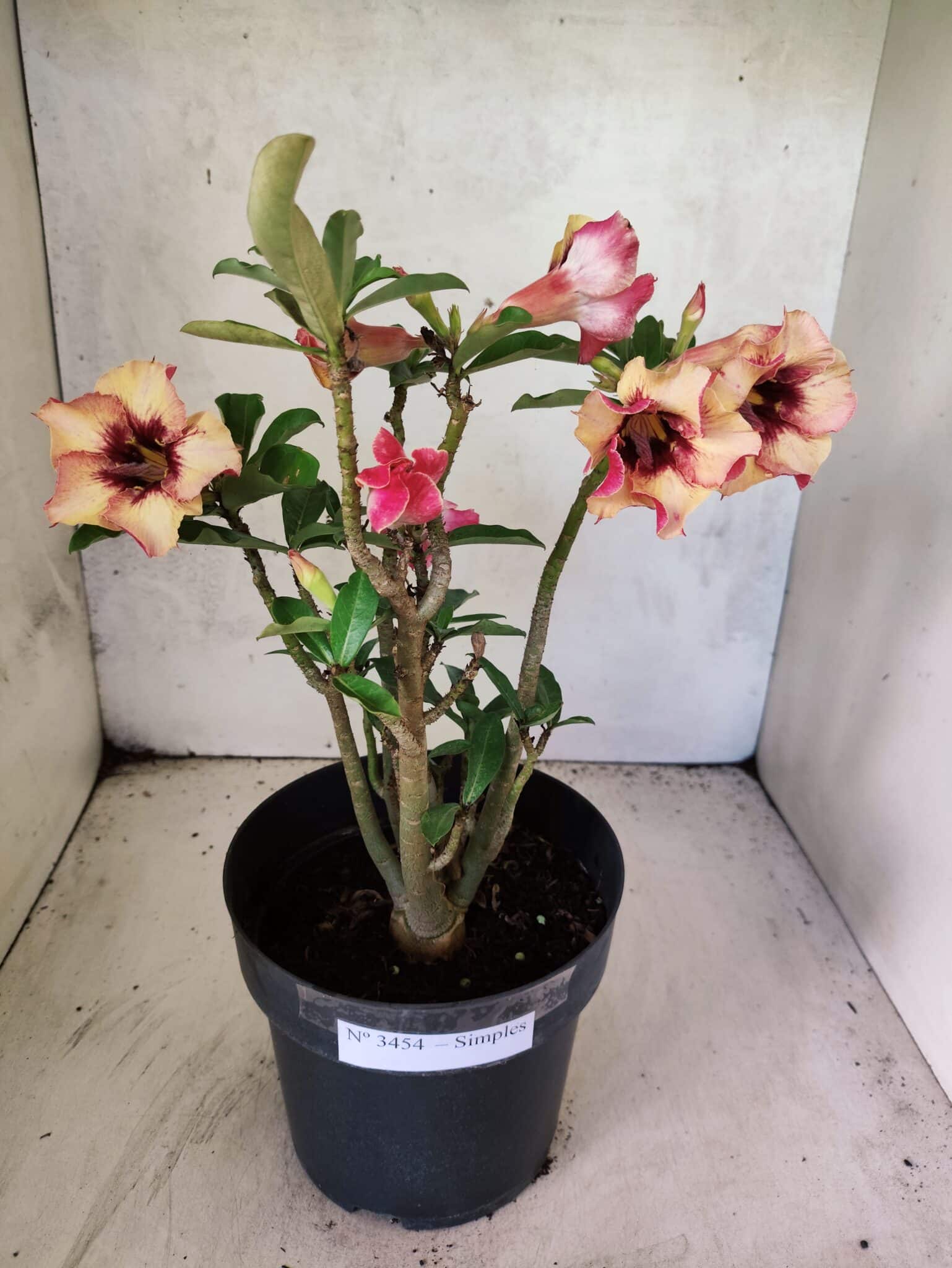 Planta Simples 3454 – 35cm – 03 anos - foto 2