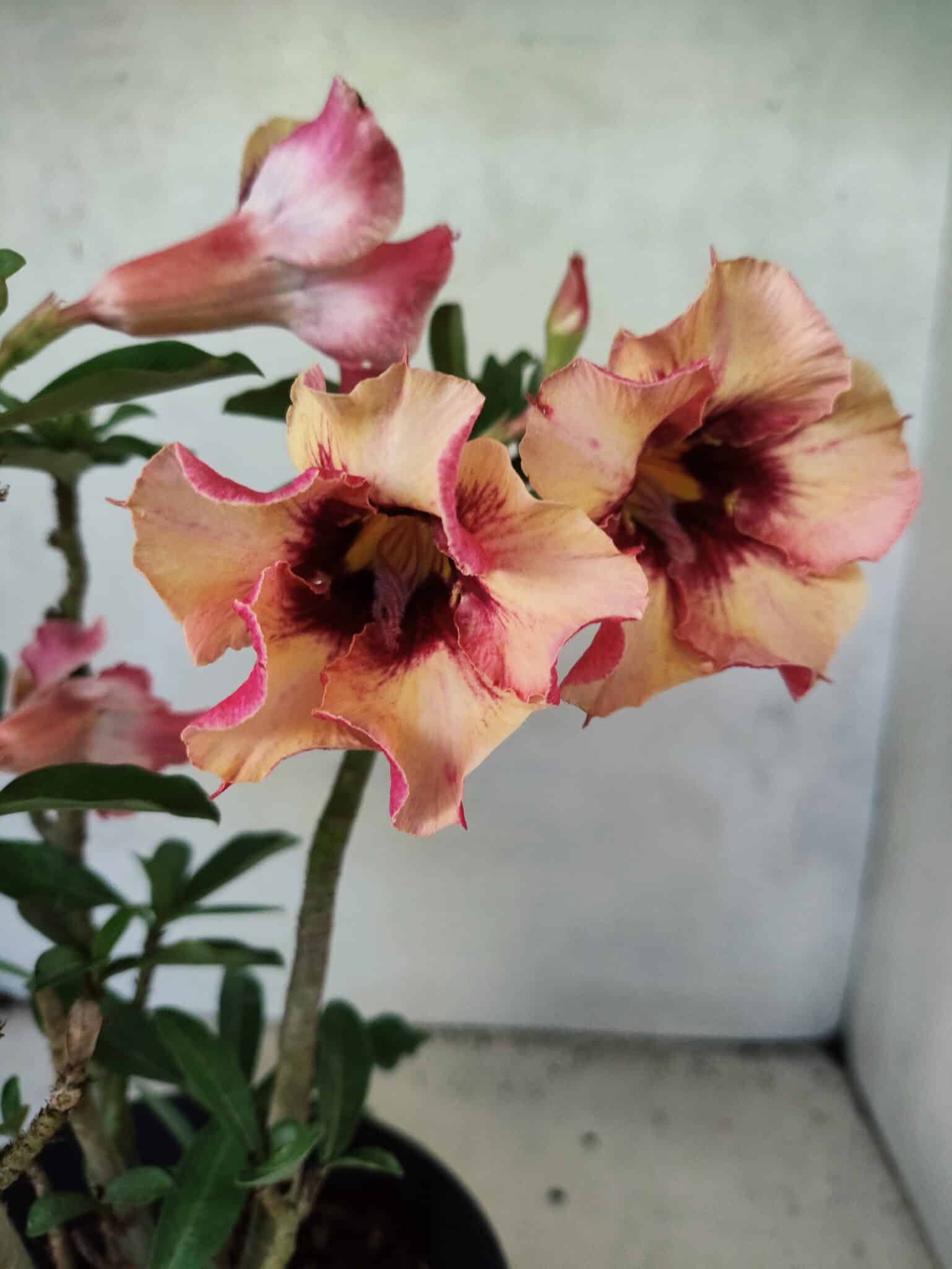 Planta Simples 3454 – 35cm – 03 anos - foto 4