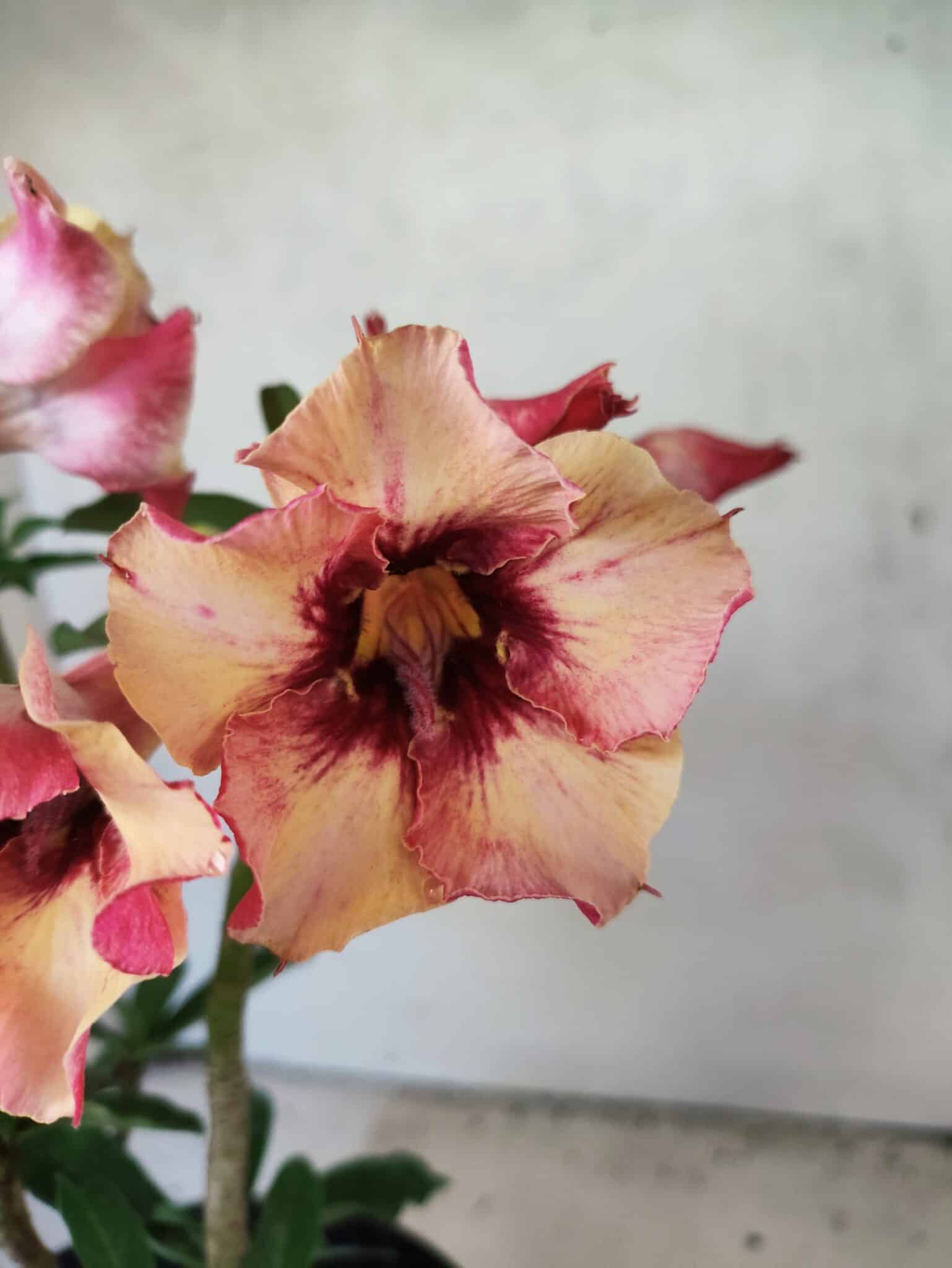 Planta Simples 3454 – 35cm – 03 anos - foto 3