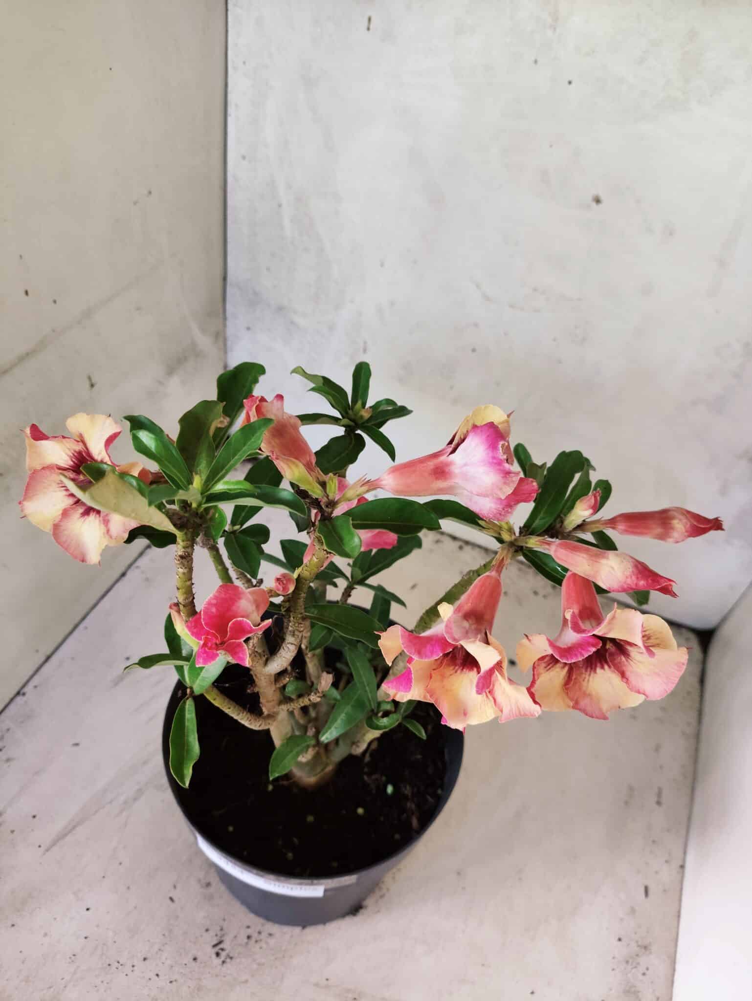 Planta Simples 3454 – 35cm – 03 anos - foto 8